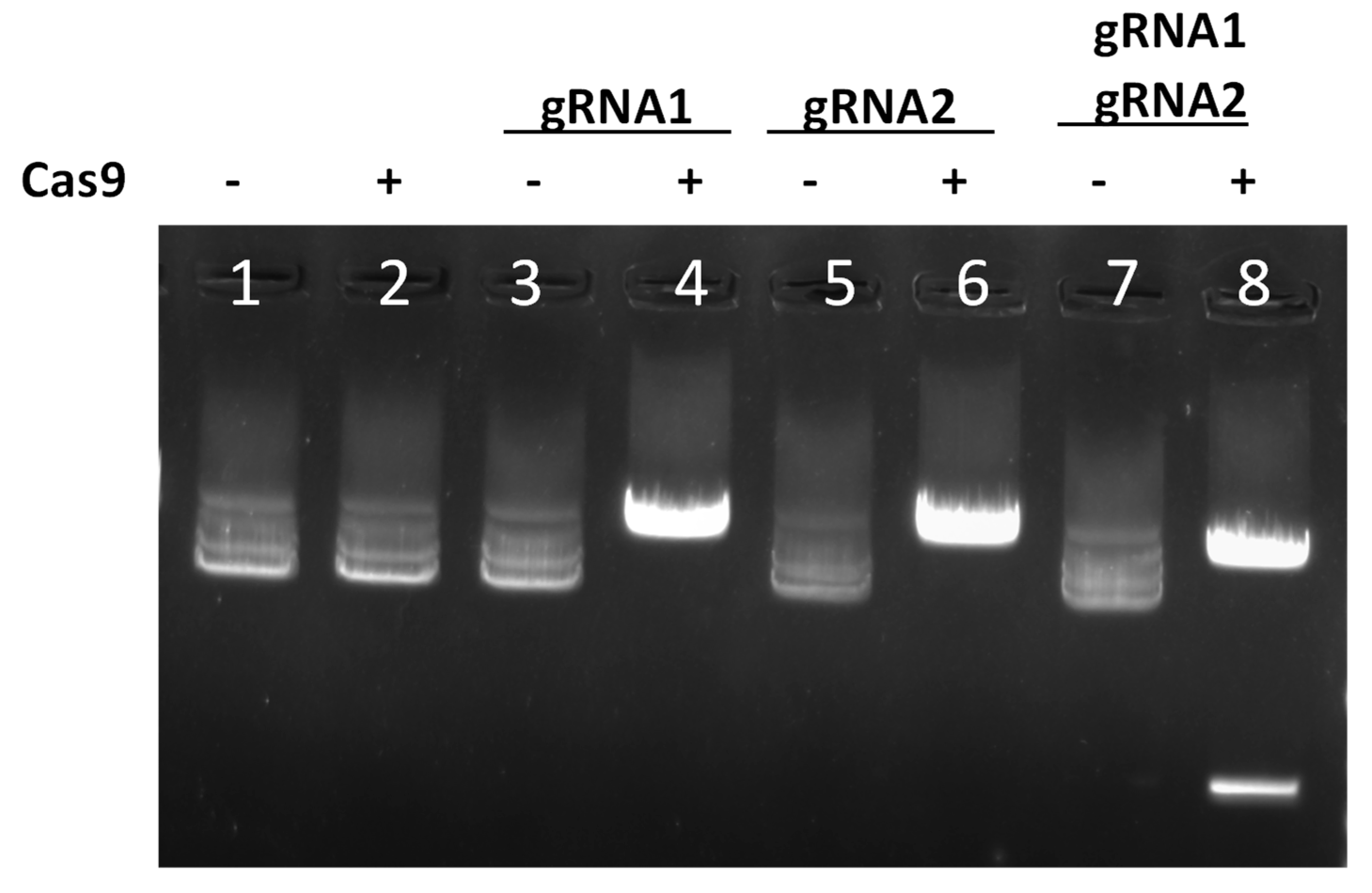 Viruses 17 01504 g001