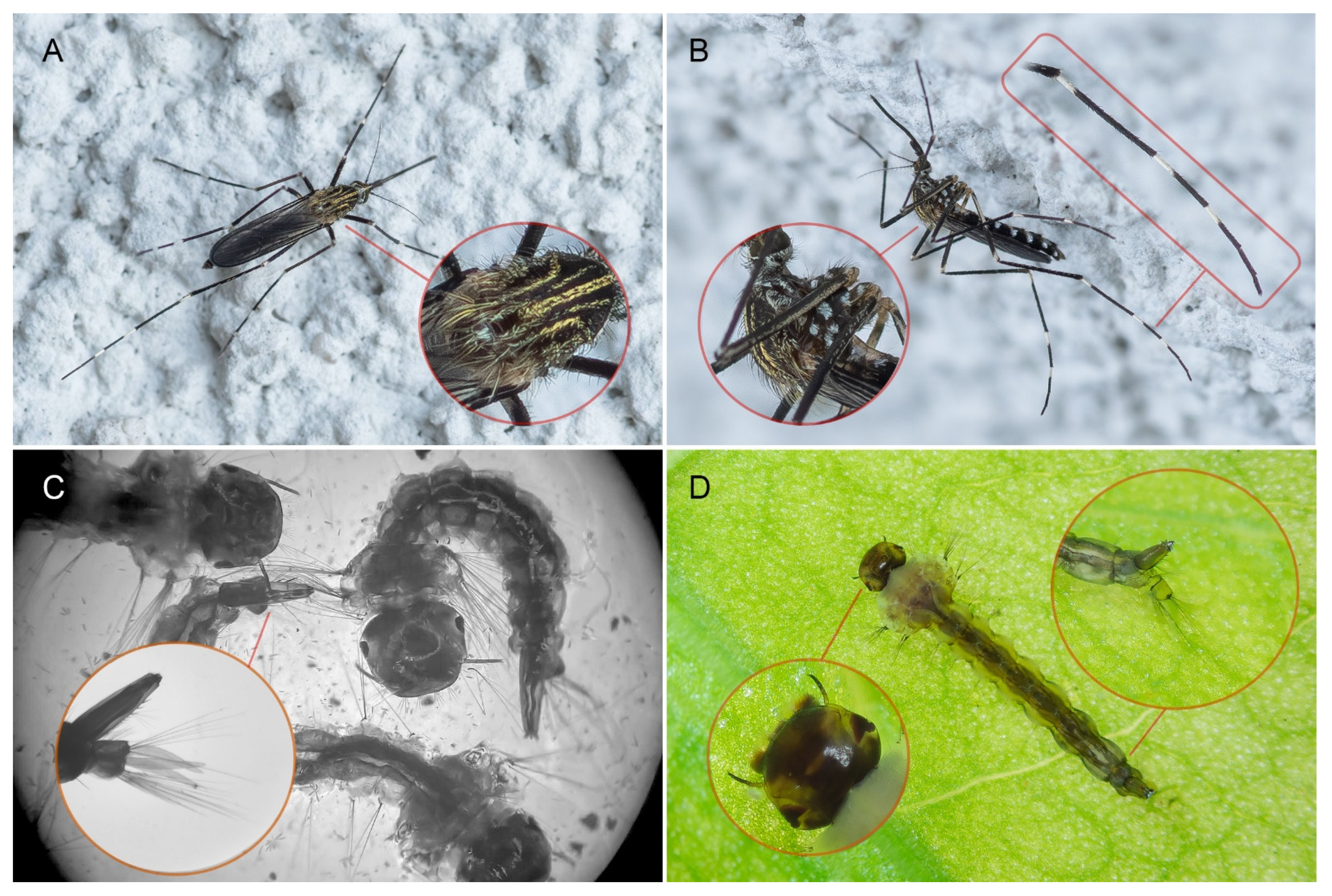 Viruses 17 01515 g001