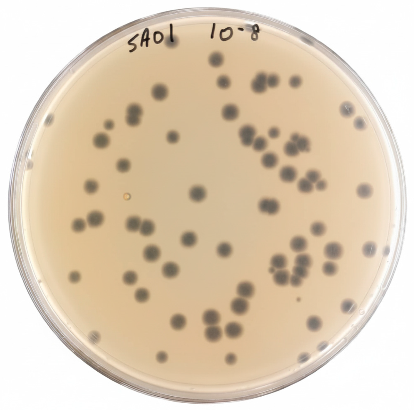 Viruses 17 01518 g001