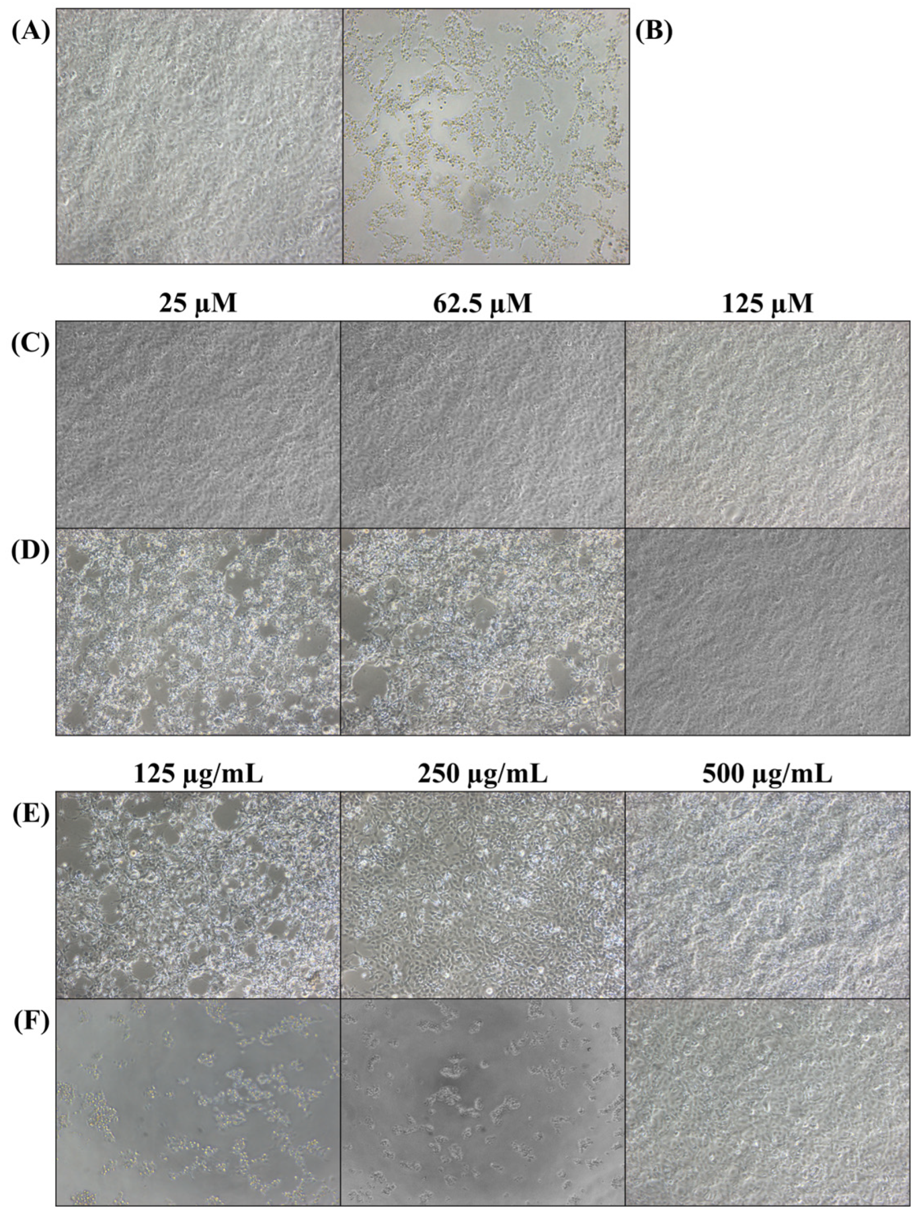 Viruses 17 01522 g004