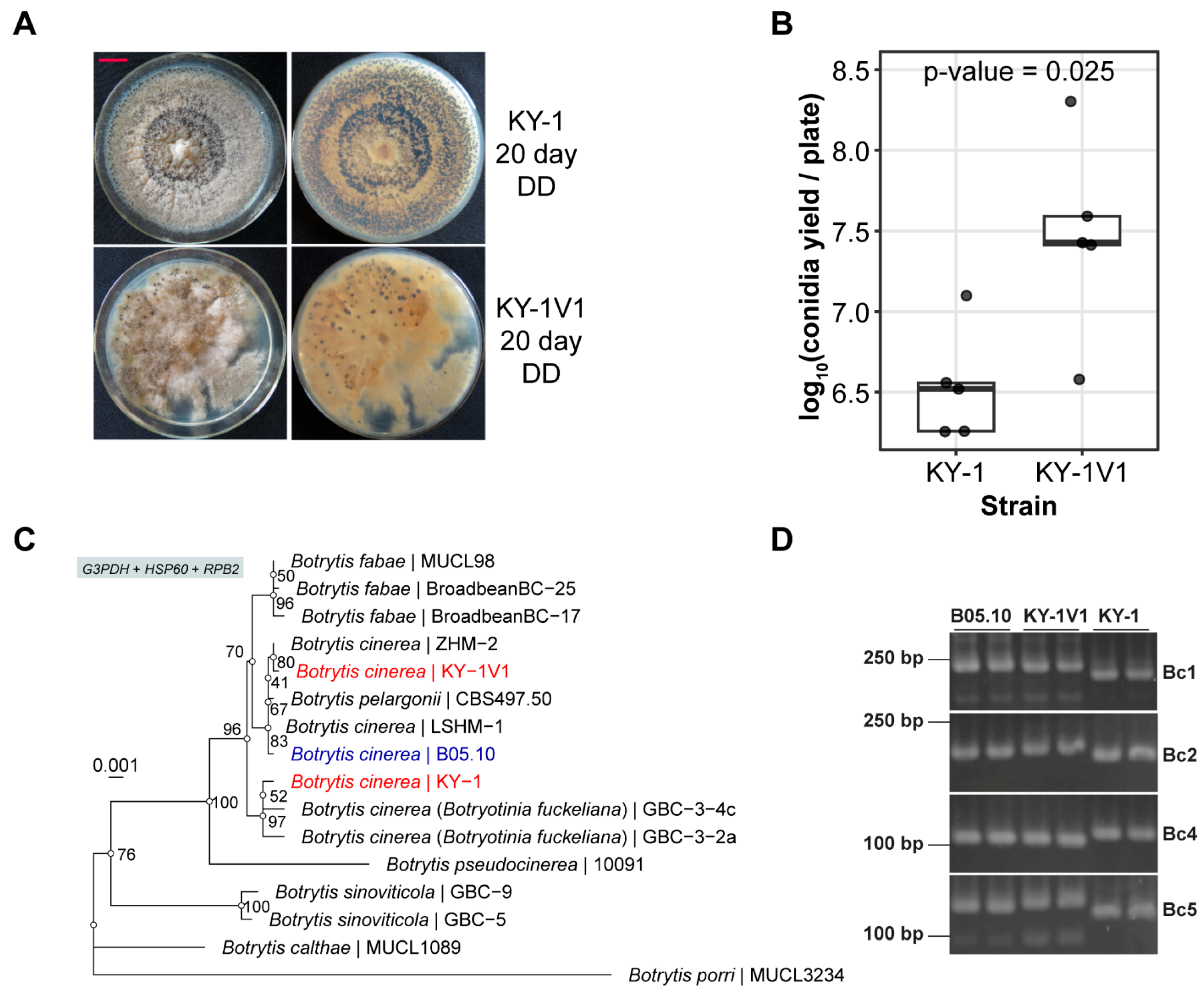 Viruses 17 01527 g001