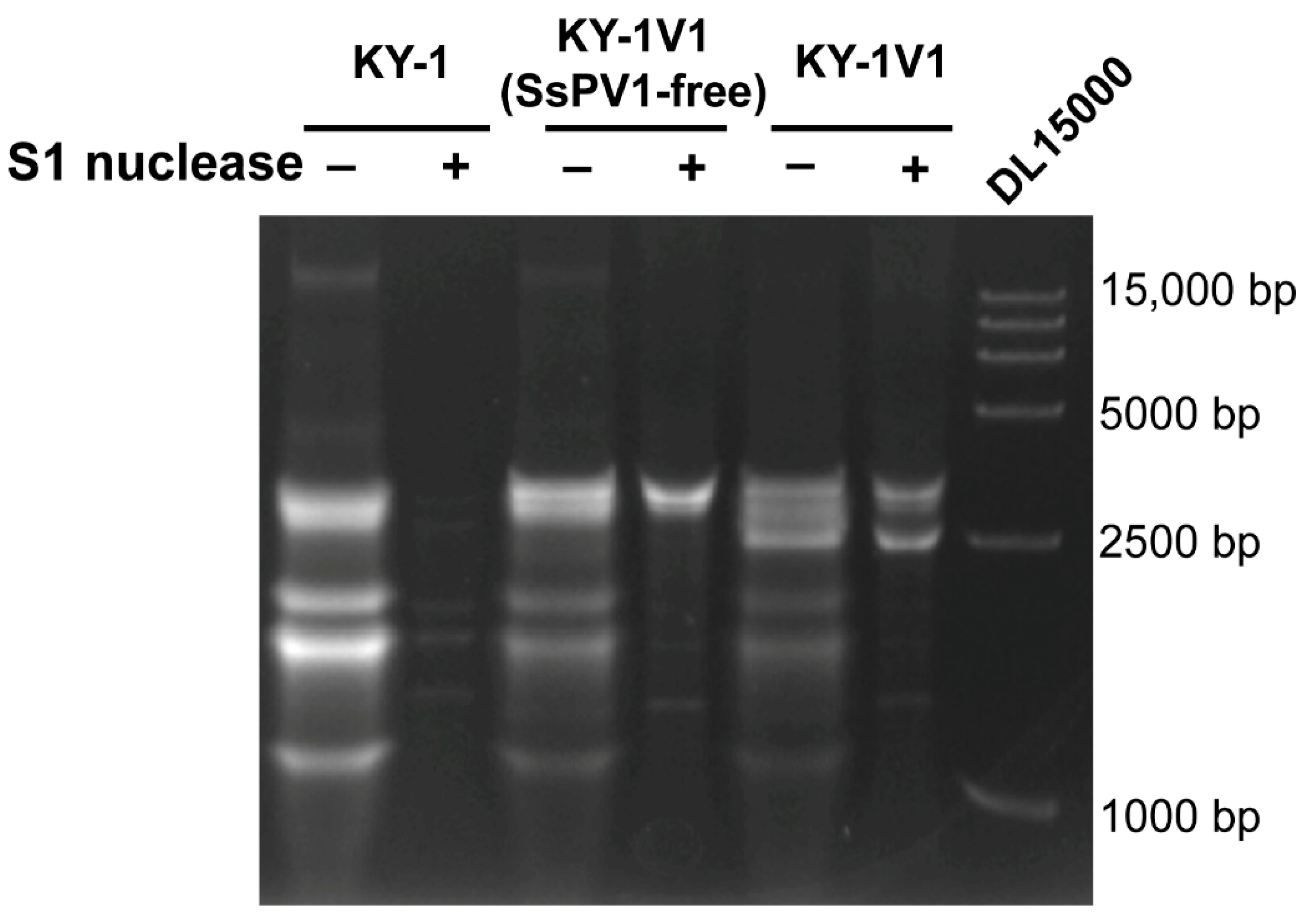 Viruses 17 01527 g002