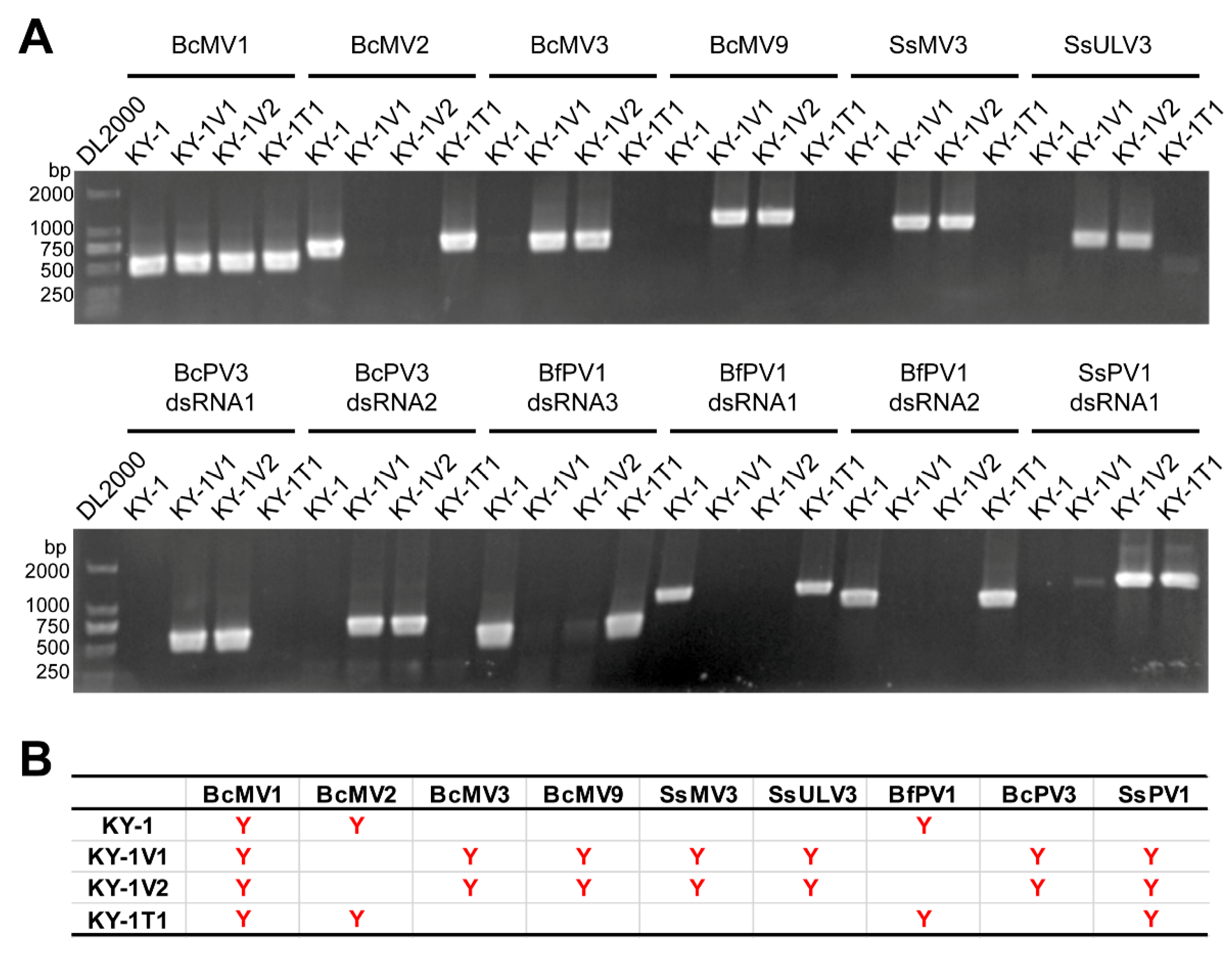 Viruses 17 01527 g003