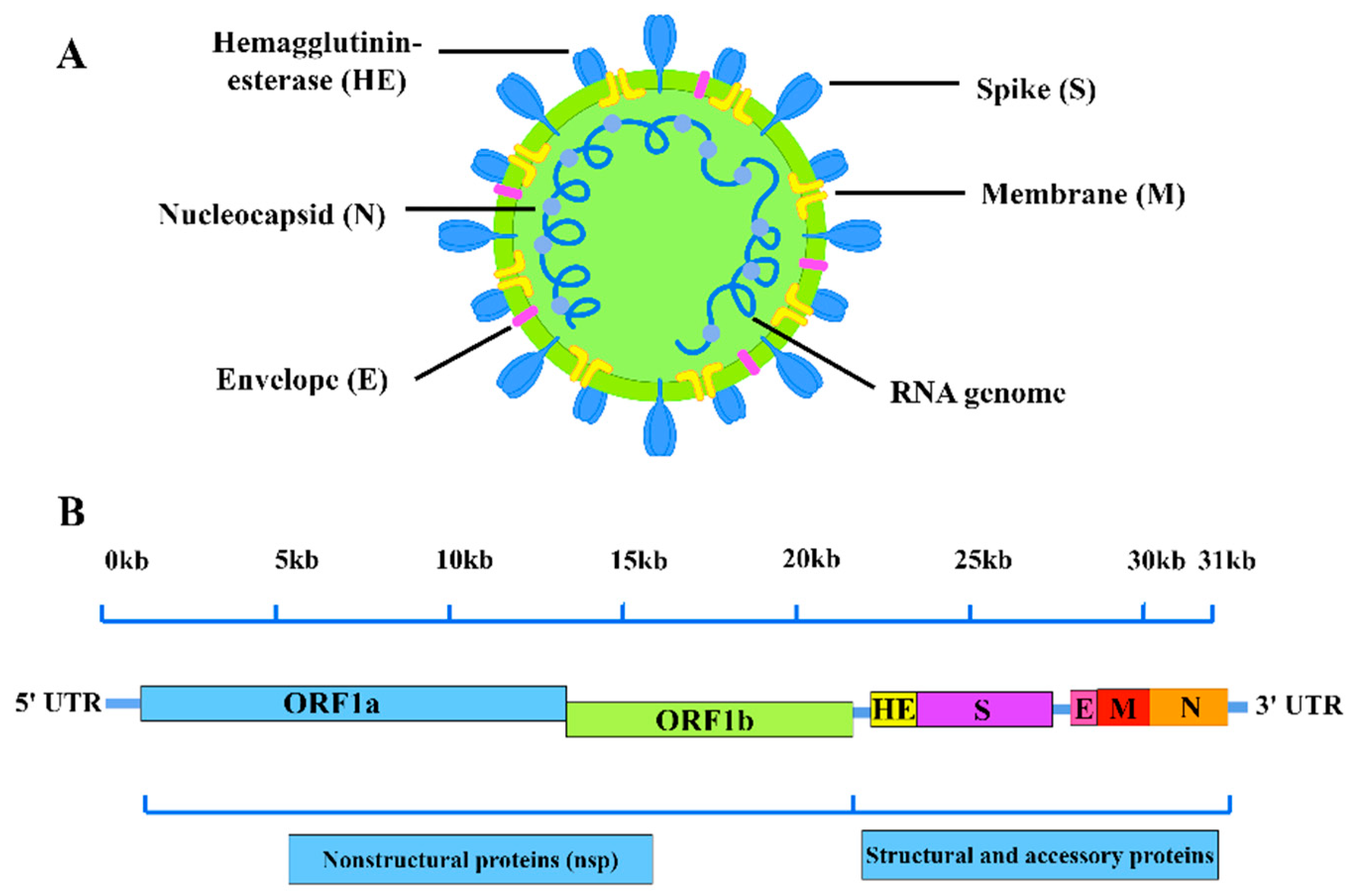 Viruses 17 01533 g001