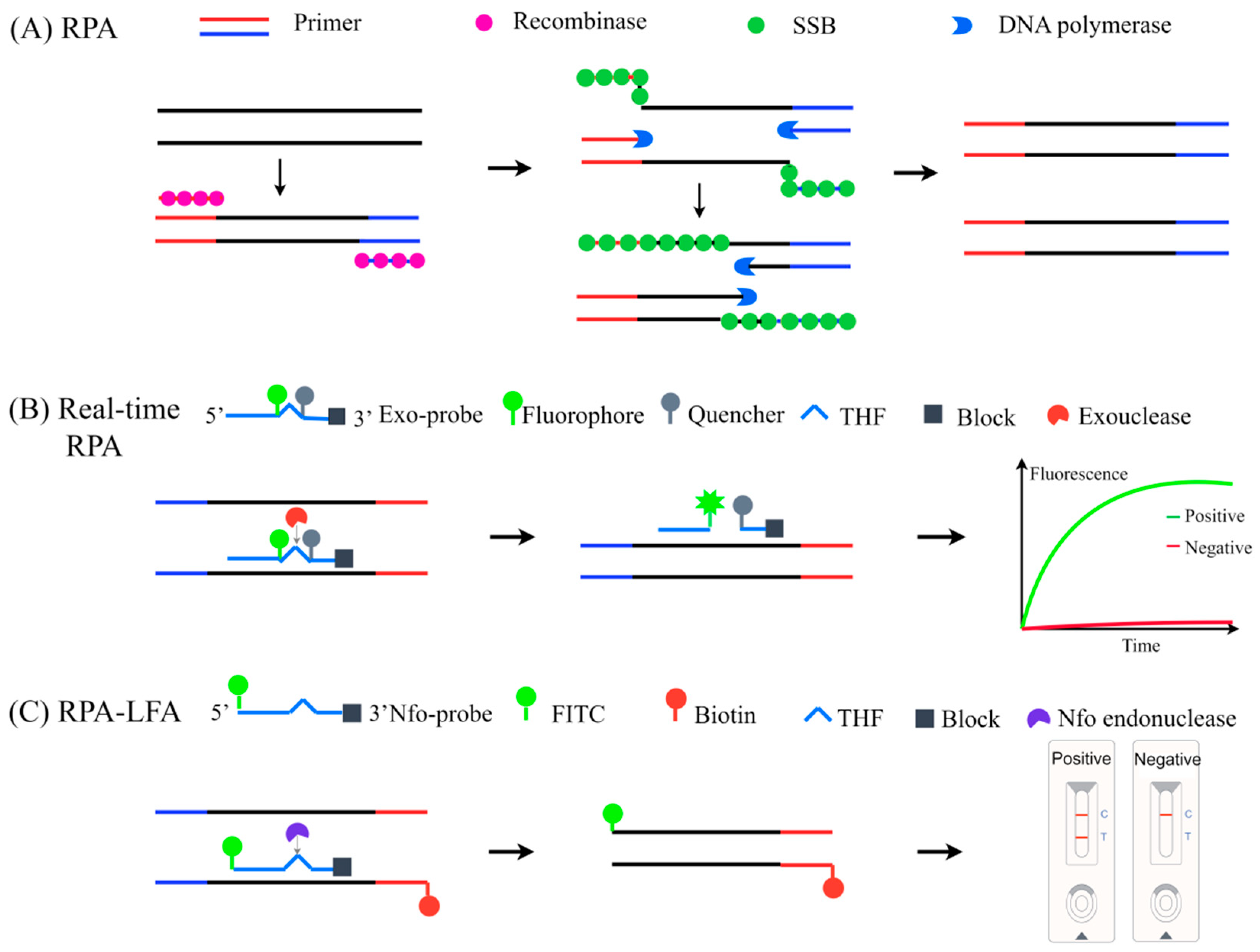Viruses 17 01533 g002