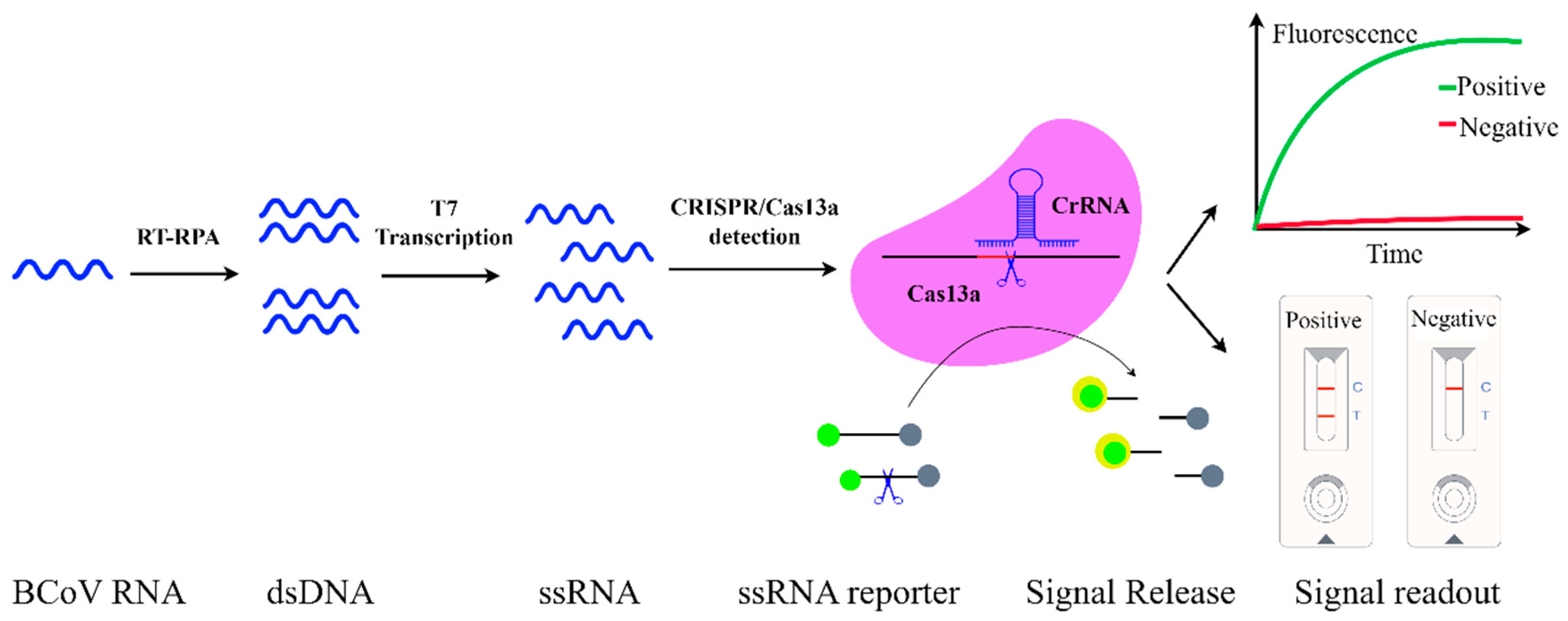 Viruses 17 01533 g003