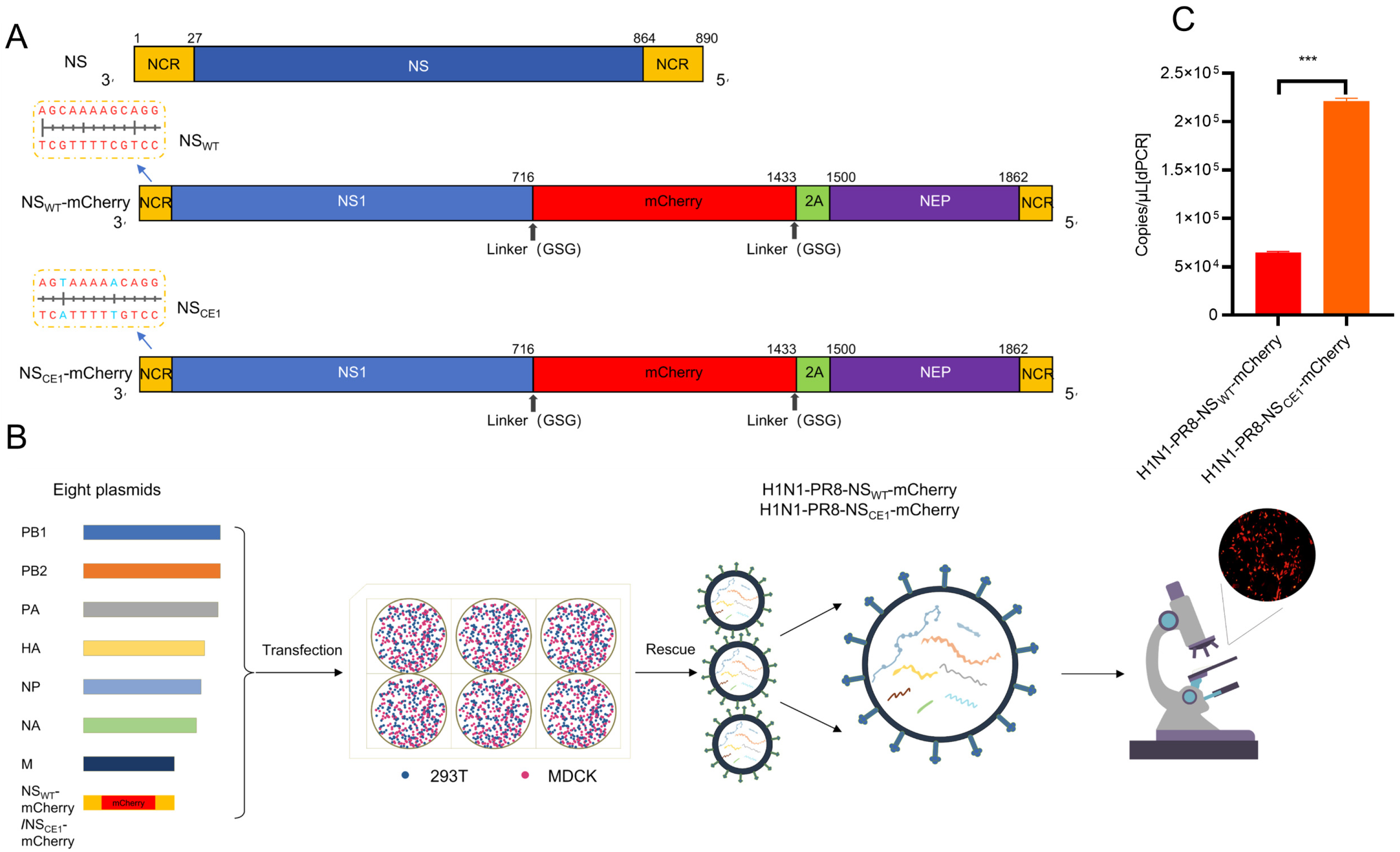 Viruses 17 01537 g001