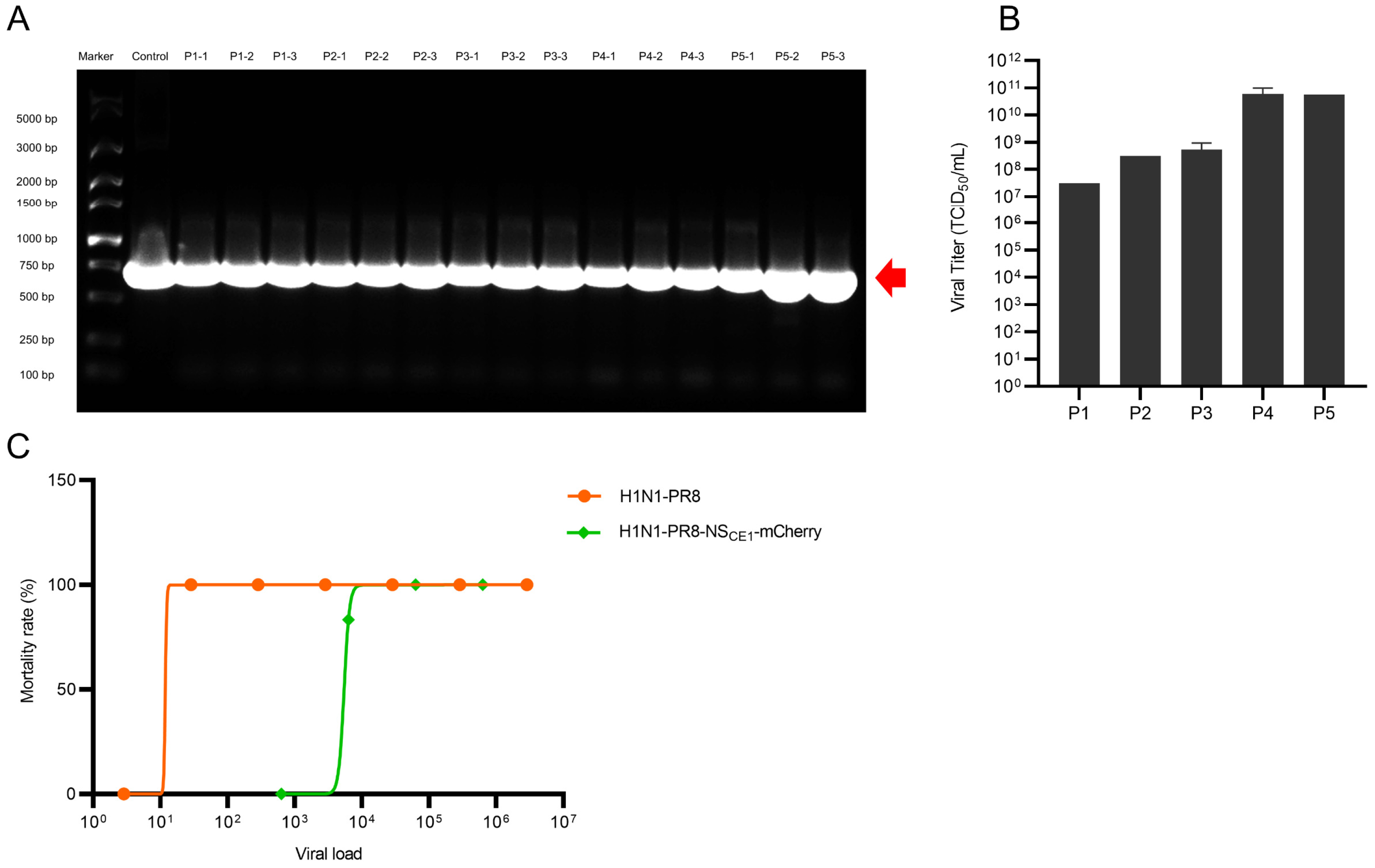 Viruses 17 01537 g003
