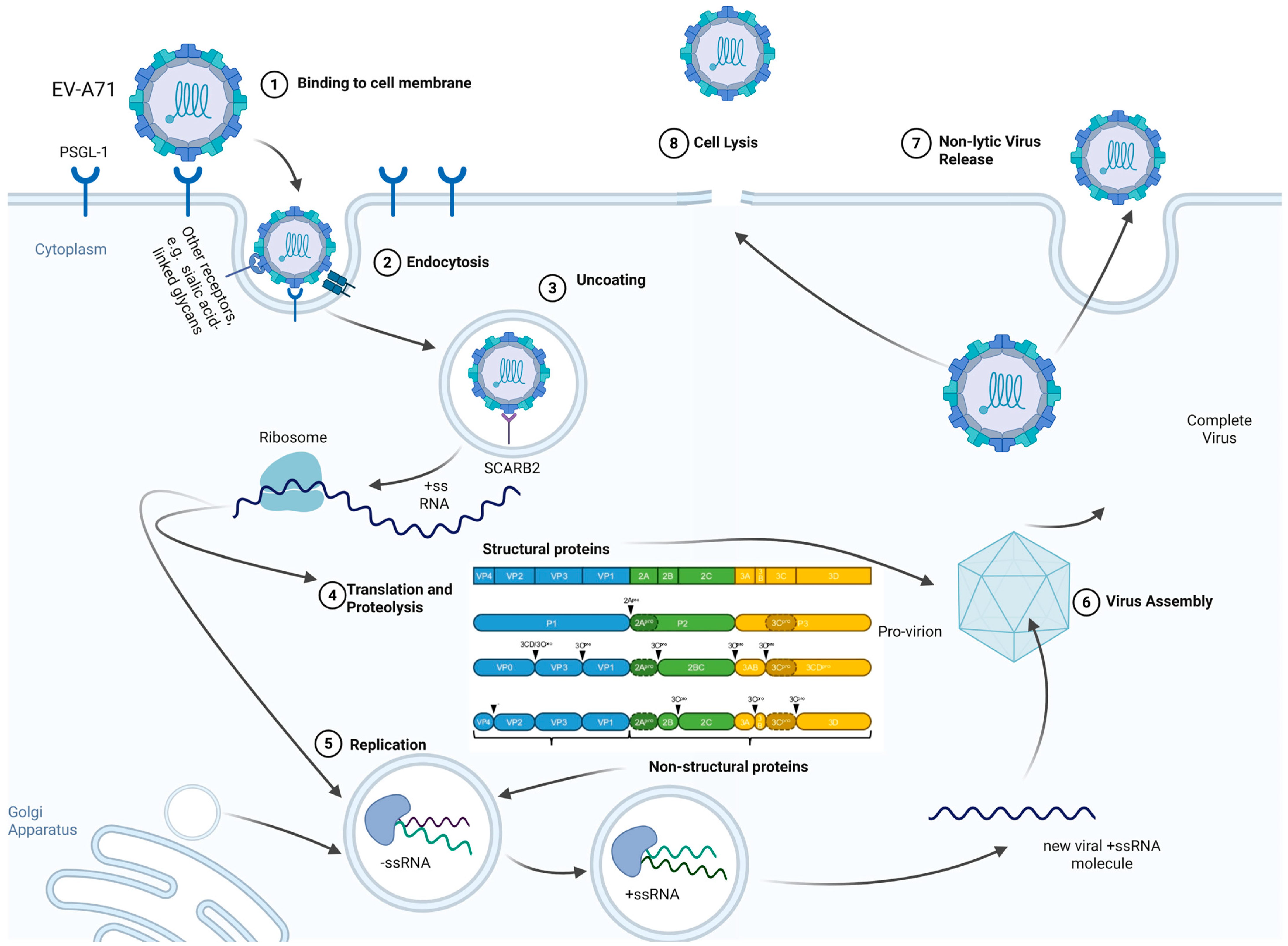 Viruses 17 01540 g001
