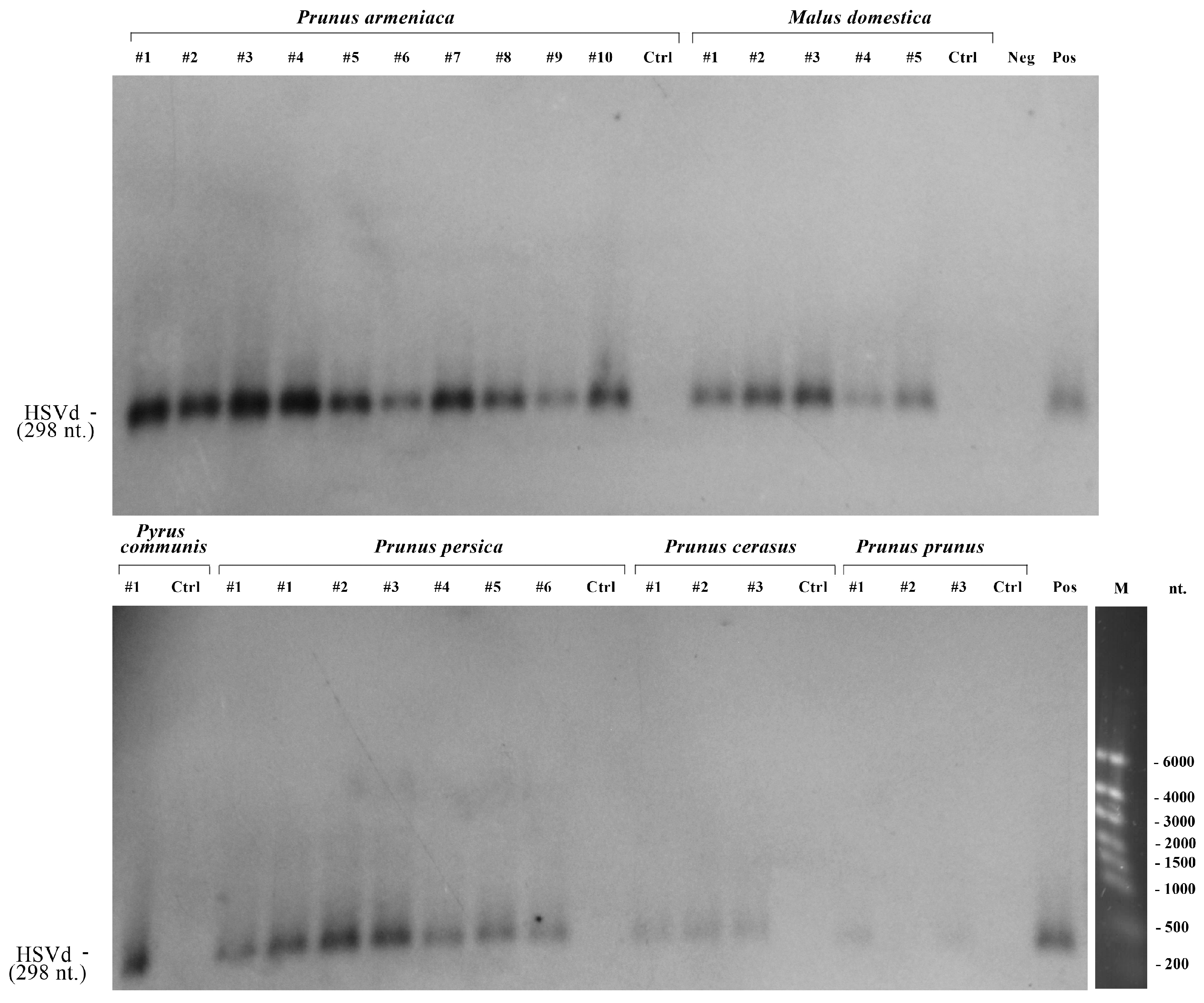 Viruses 17 01547 g002 Viruses 17 01547 g002