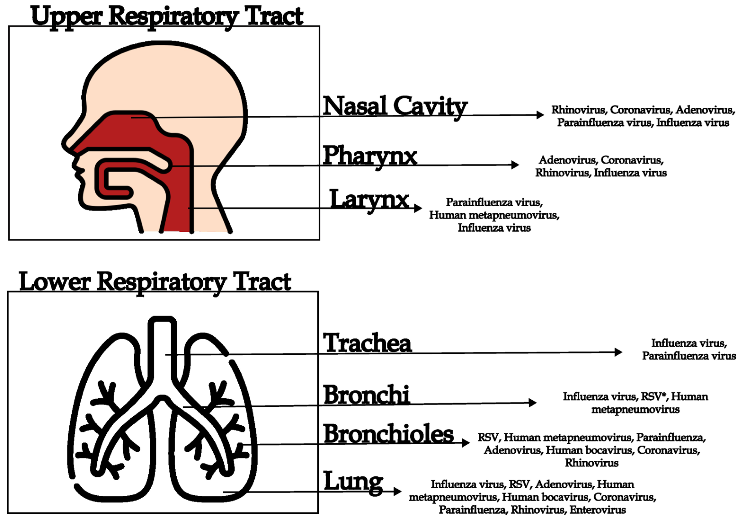 Viruses 17 01554 g001
