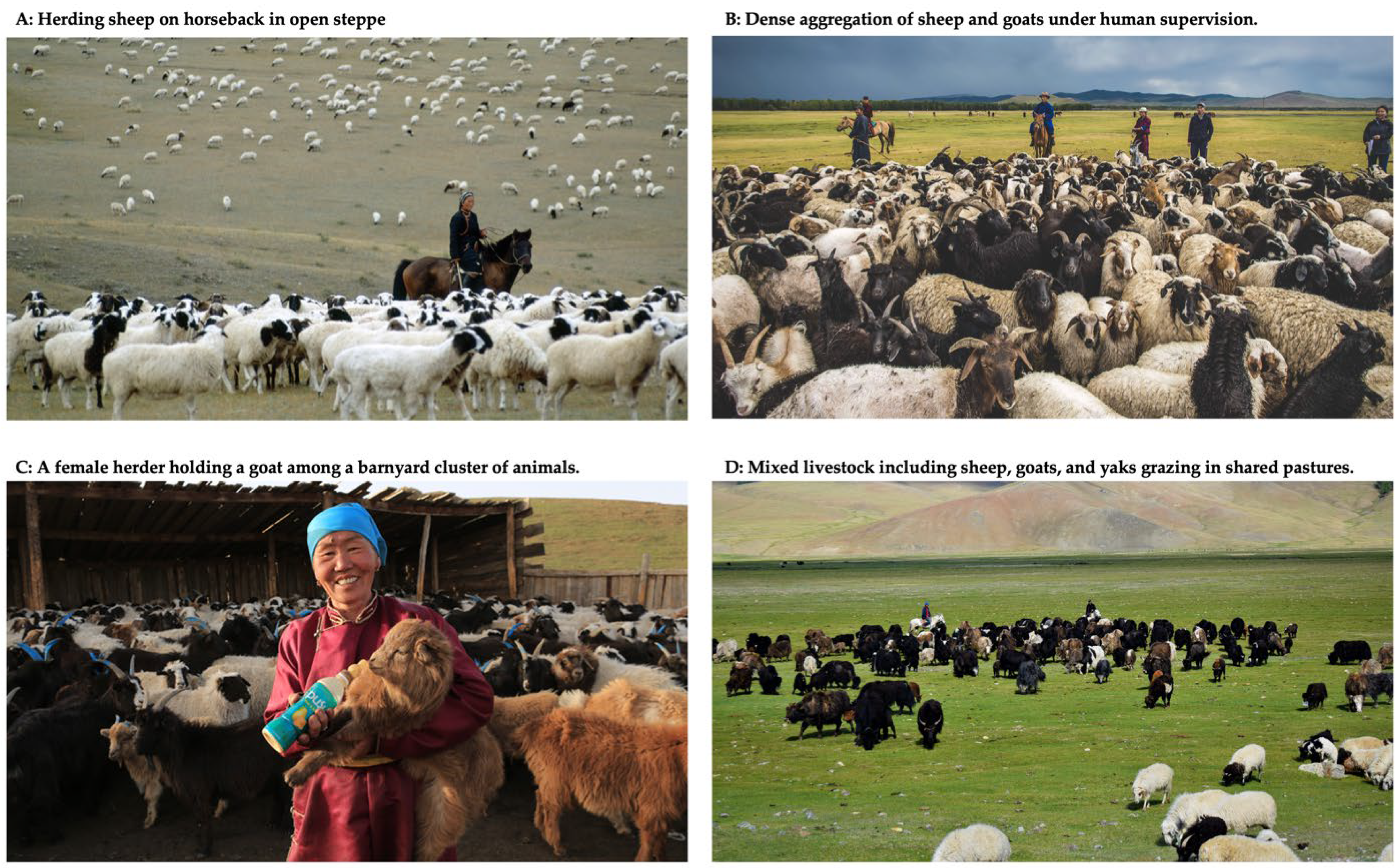 Viruses 17 01557 g001