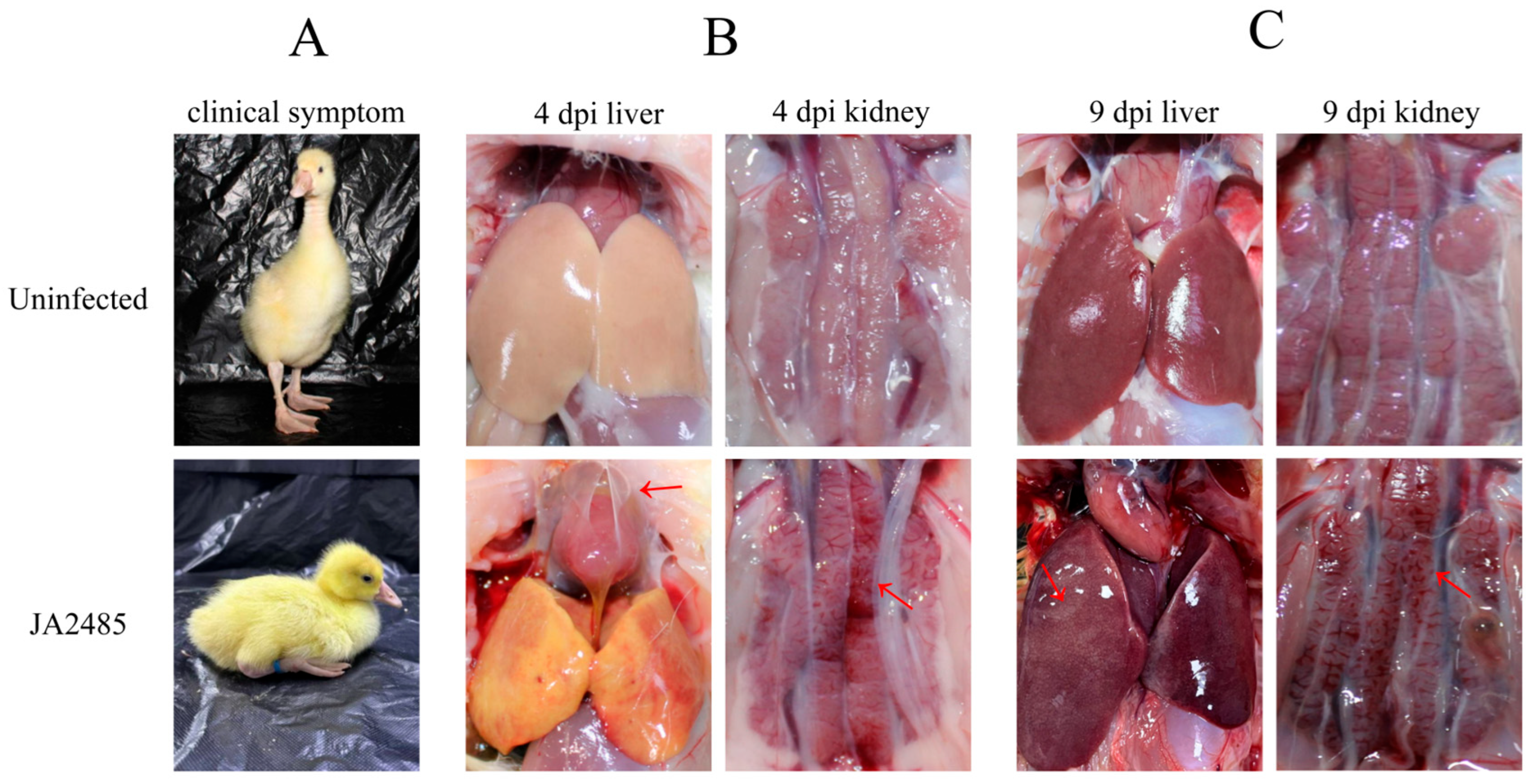 Viruses 17 01560 g004 Viruses 17 01560 g004