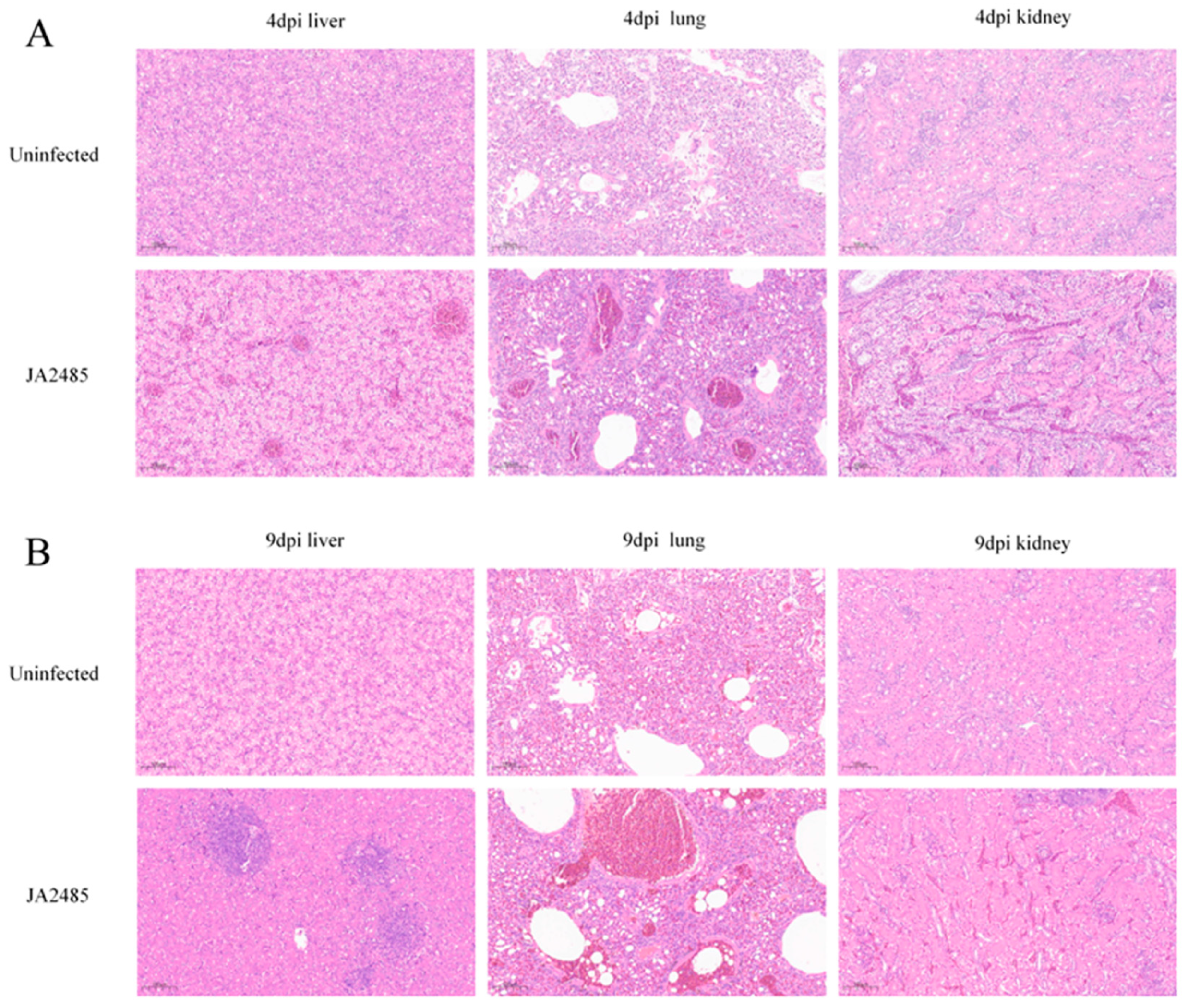 Viruses 17 01560 g006 Viruses 17 01560 g006