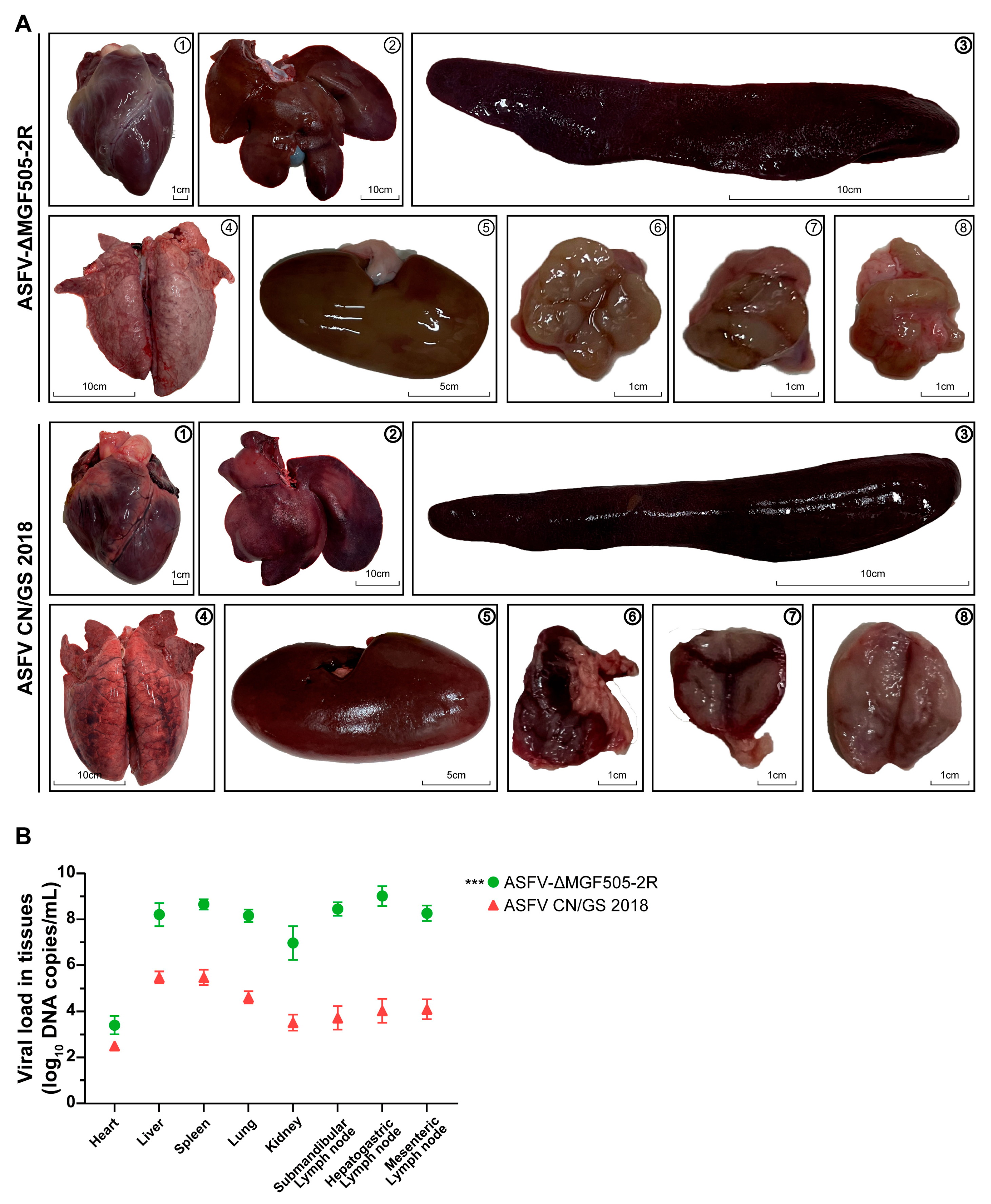 Viruses 17 01565 g002
