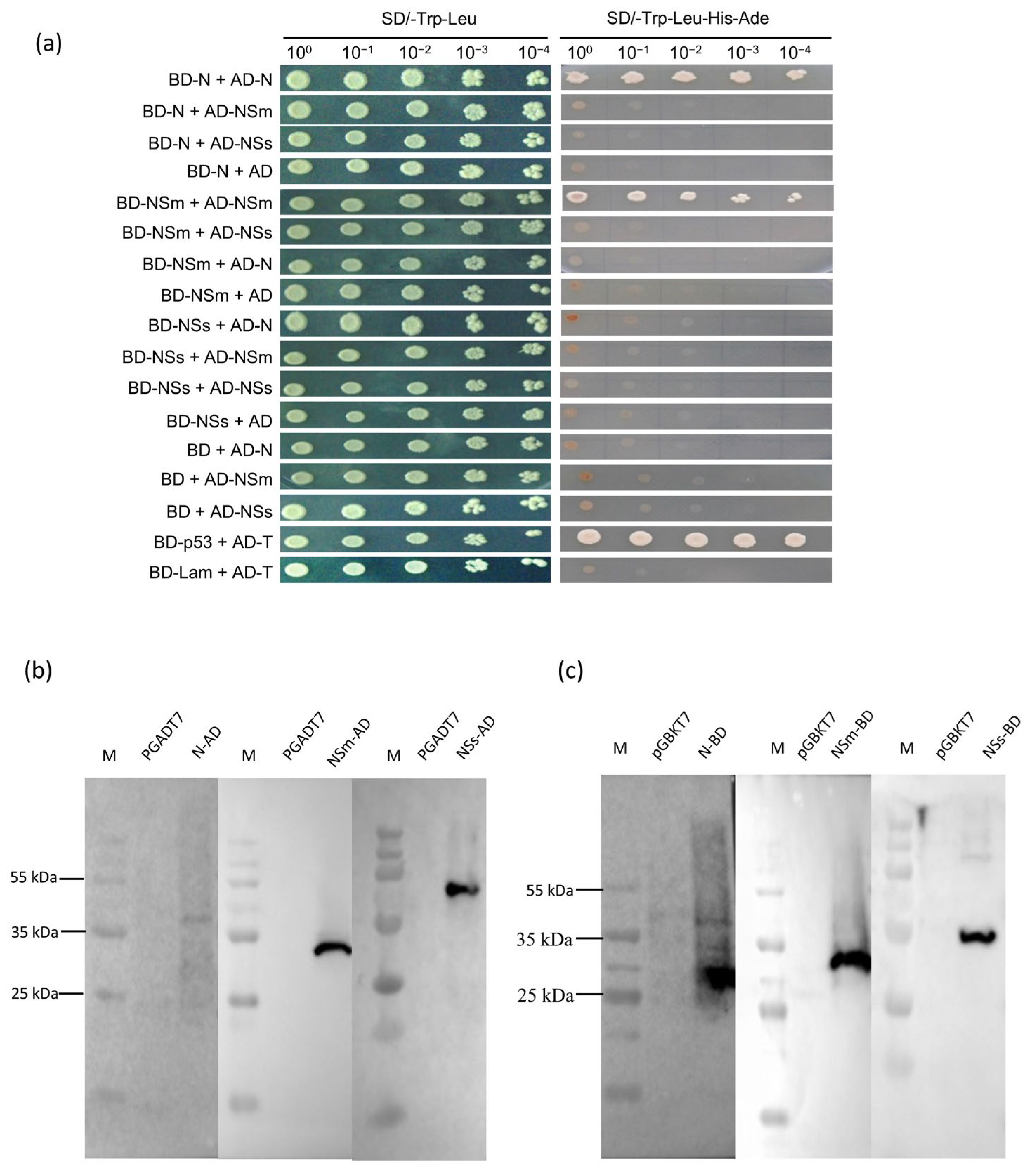 Viruses 17 01570 g001