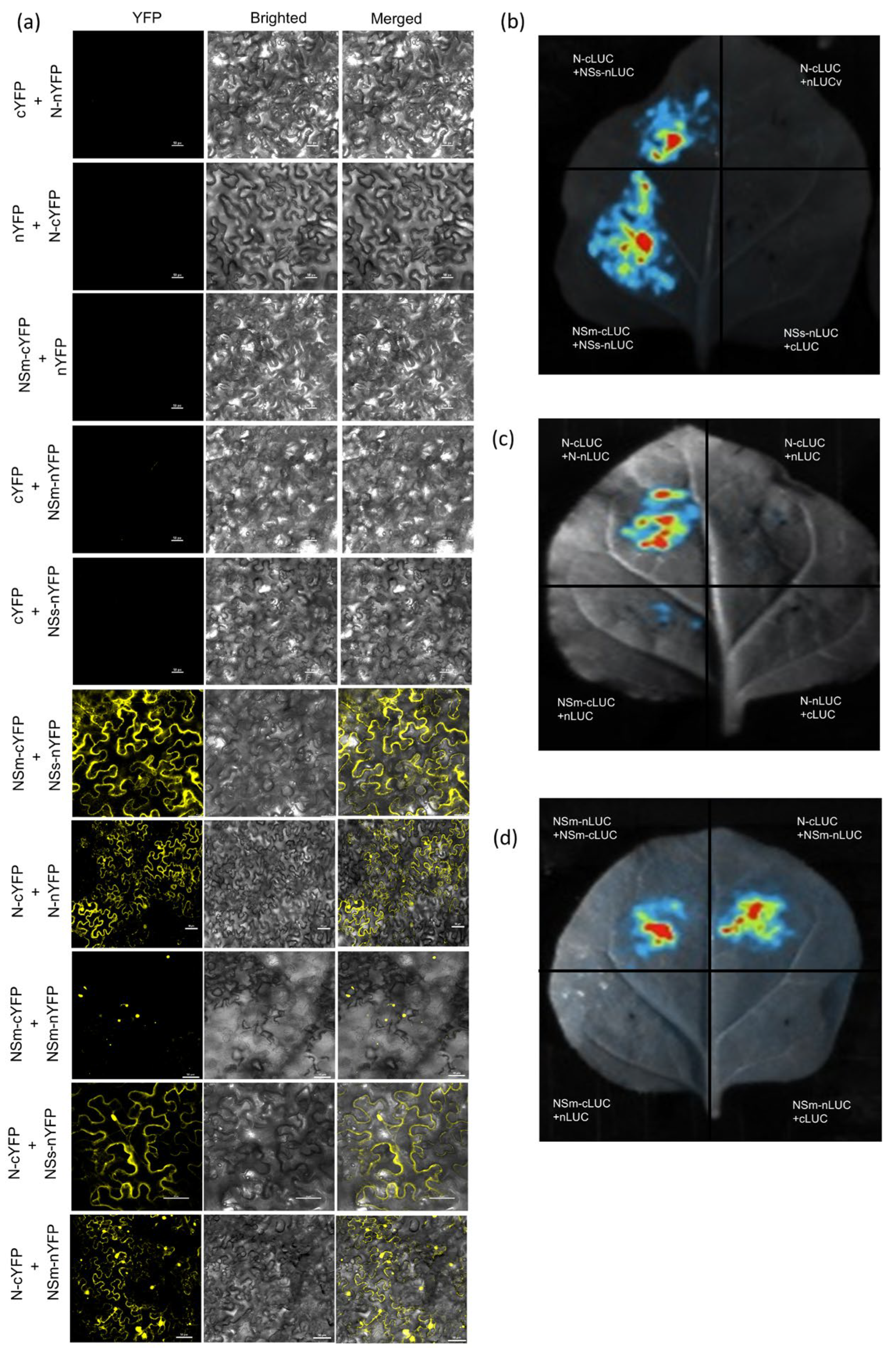 Viruses 17 01570 g002
