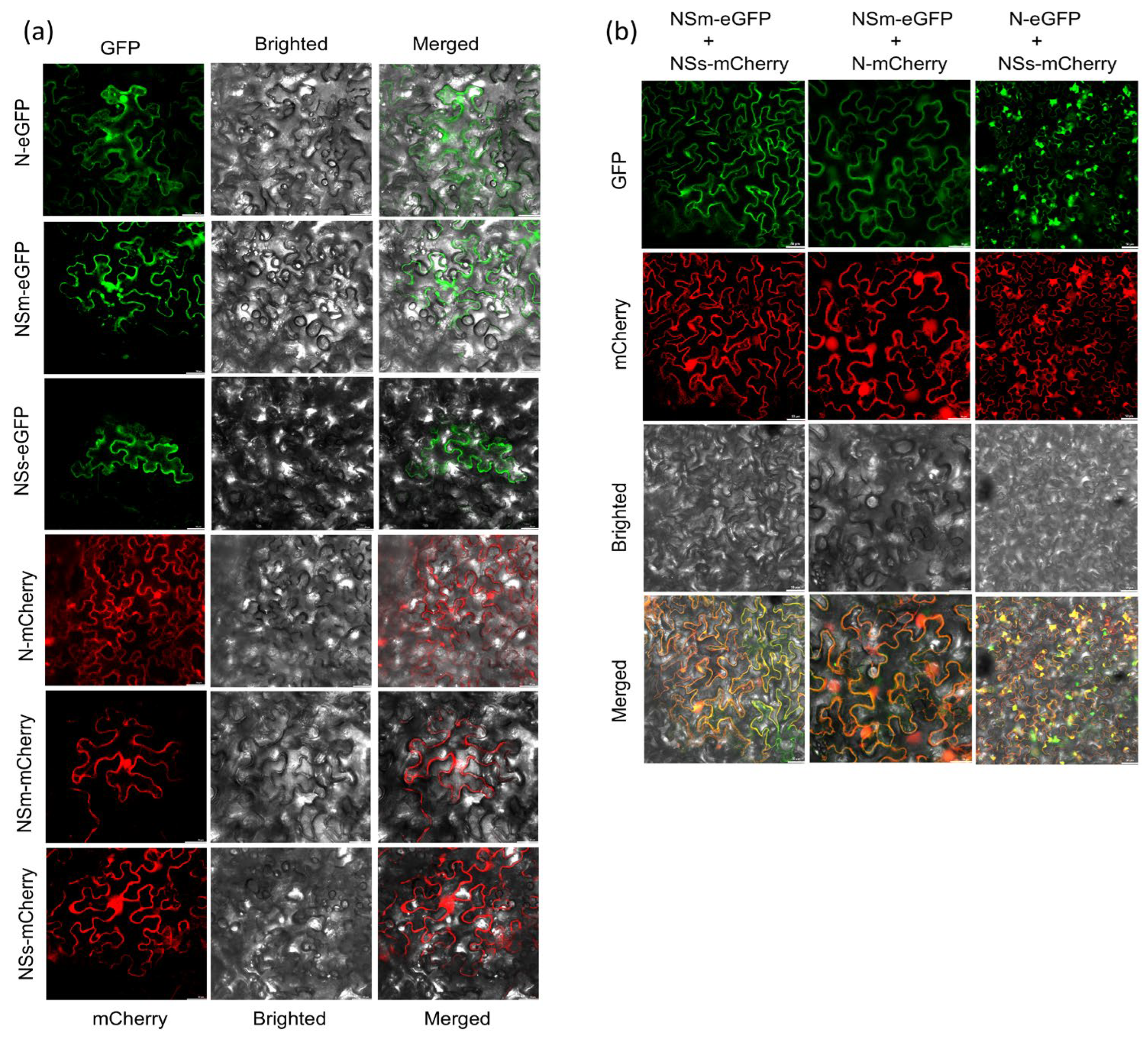 Viruses 17 01570 g003