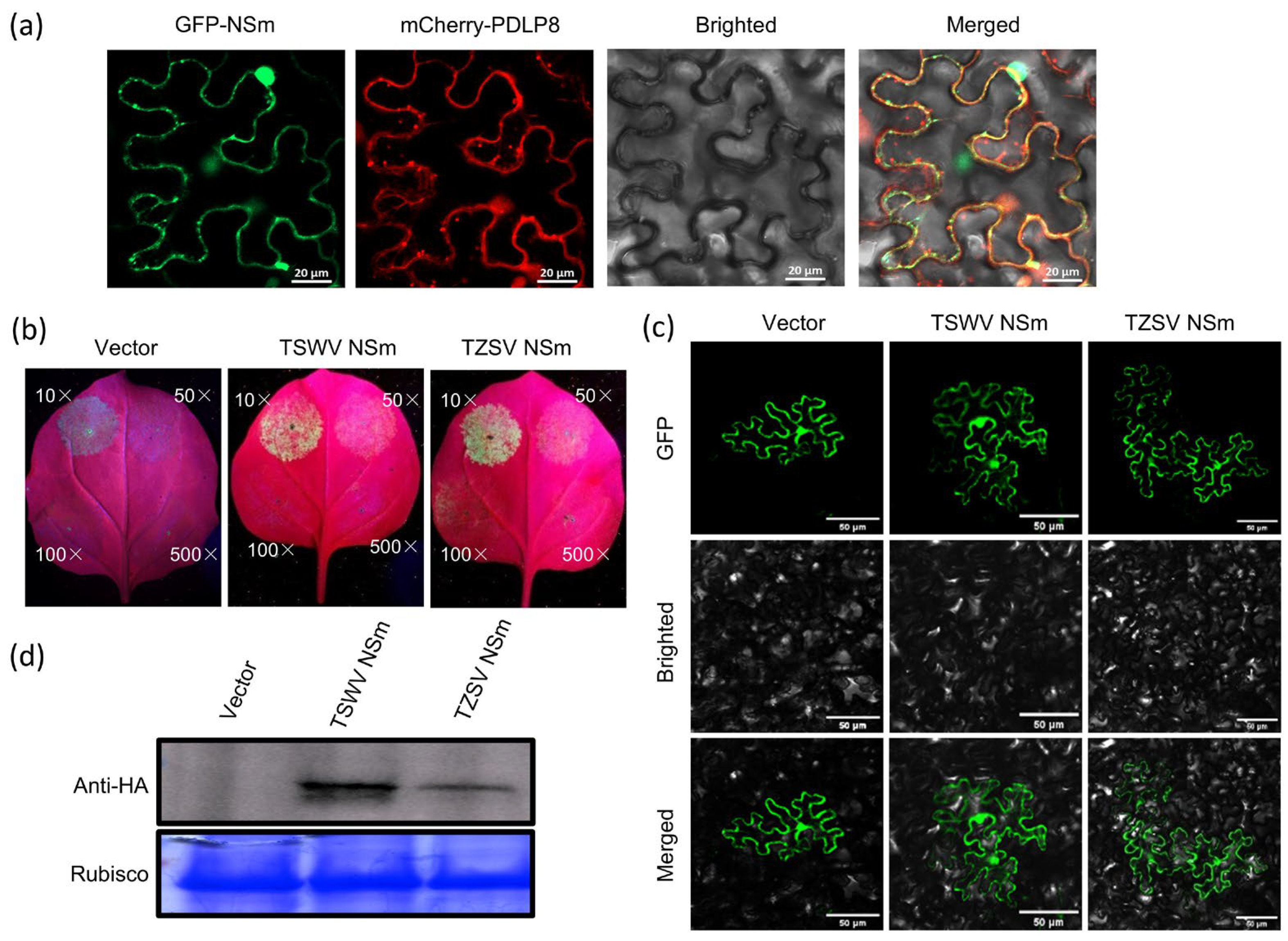 Viruses 17 01570 g004