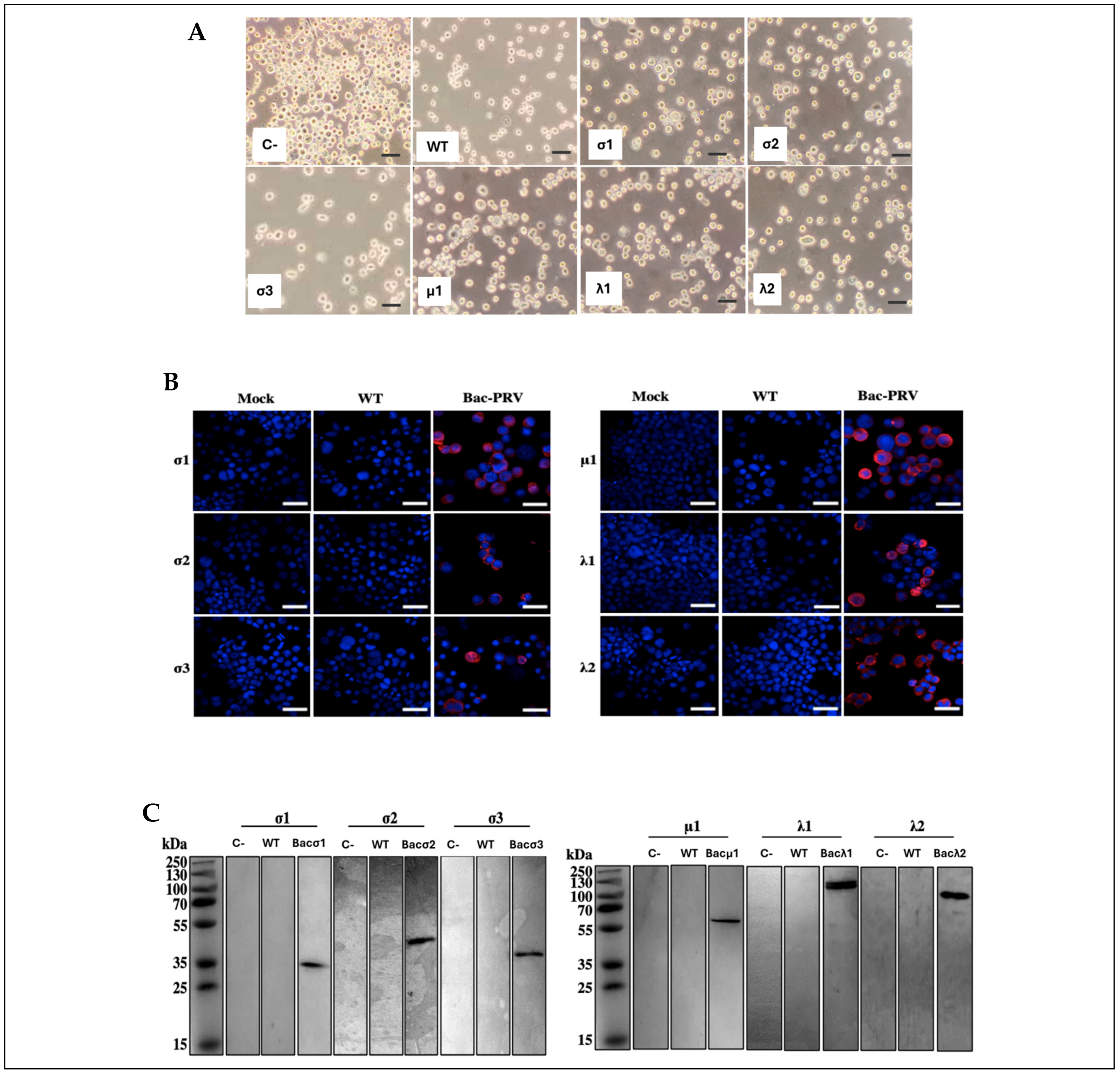 Viruses 17 01578 g001