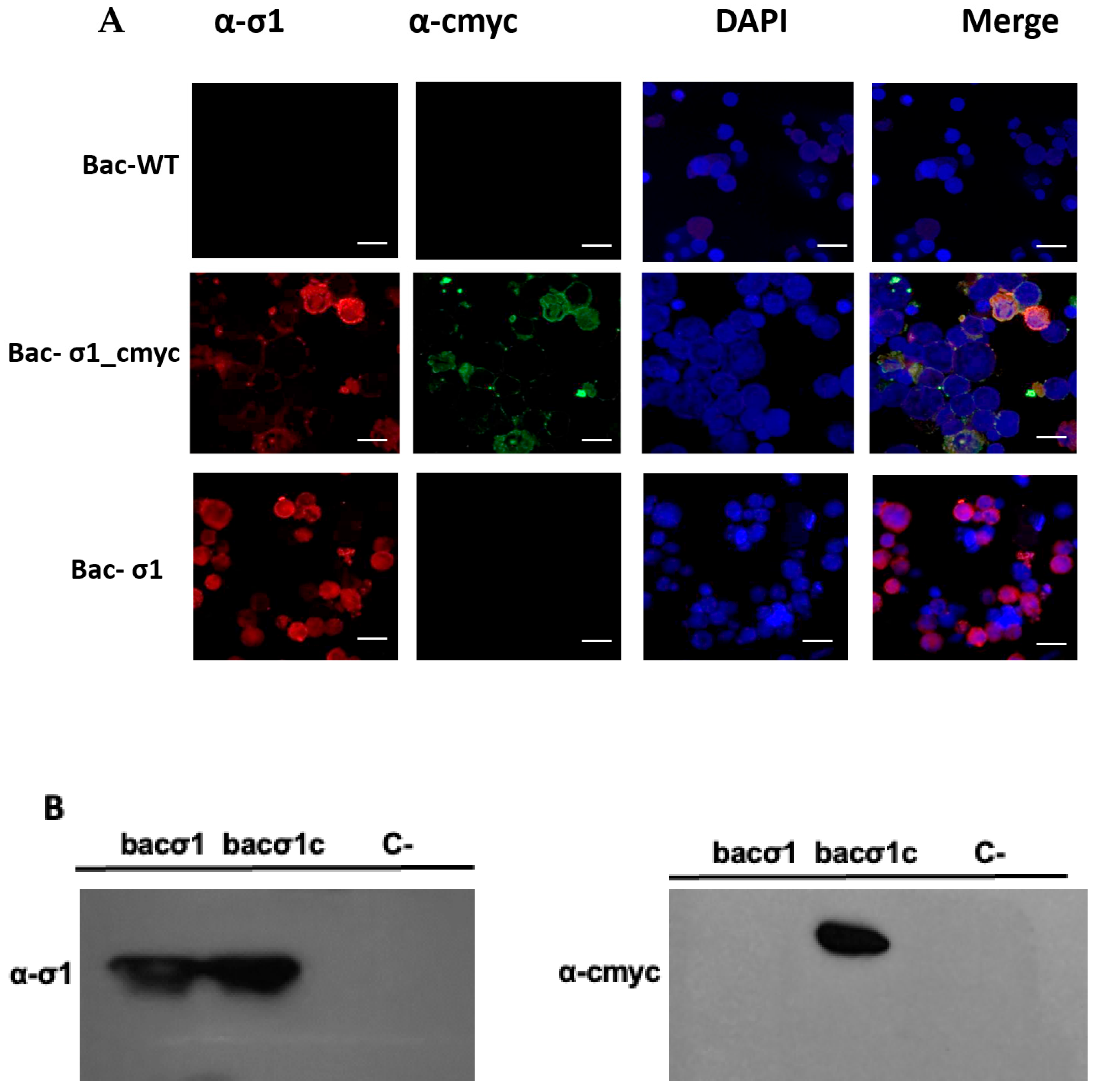 Viruses 17 01578 g002