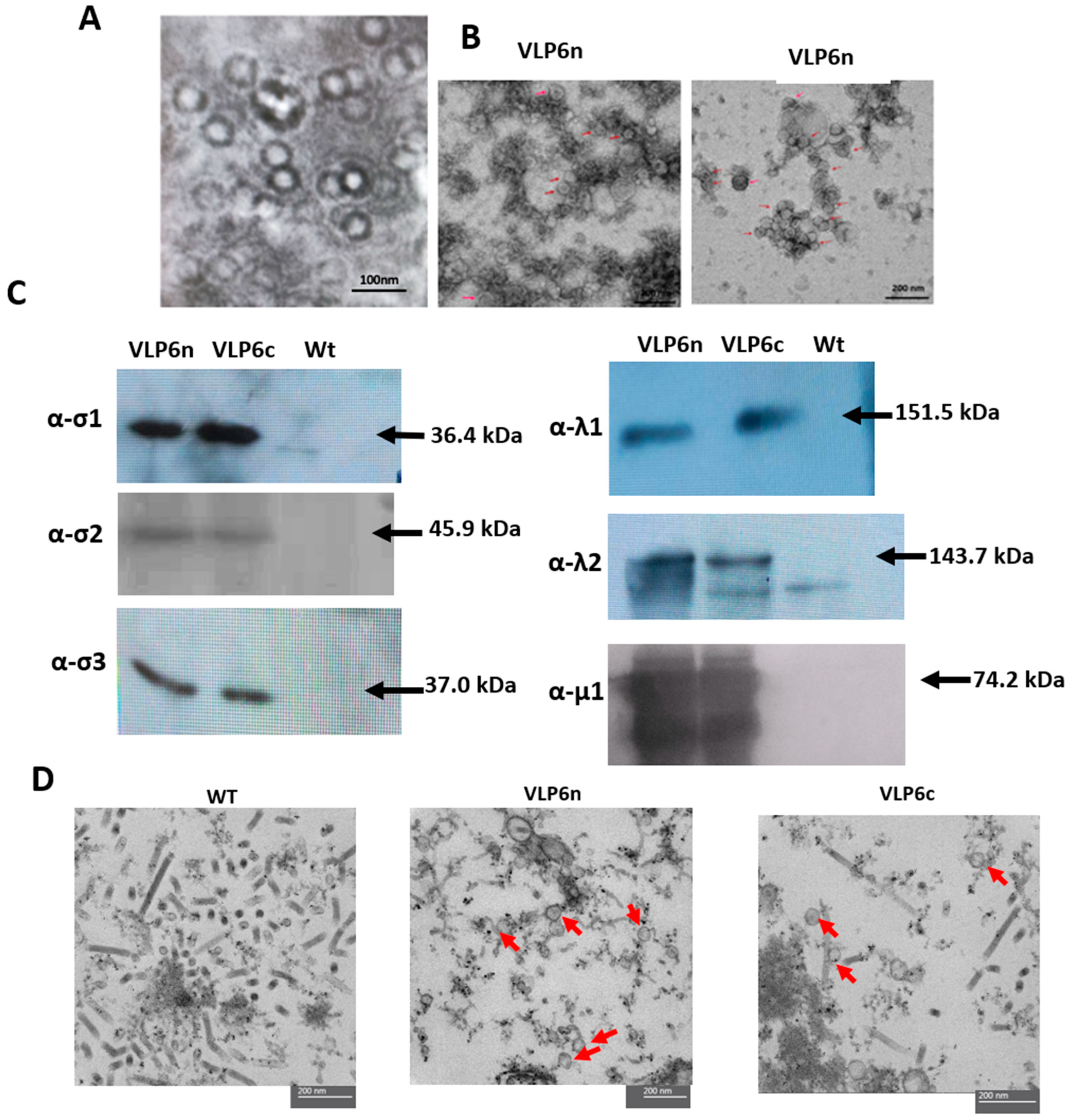 Viruses 17 01578 g003
