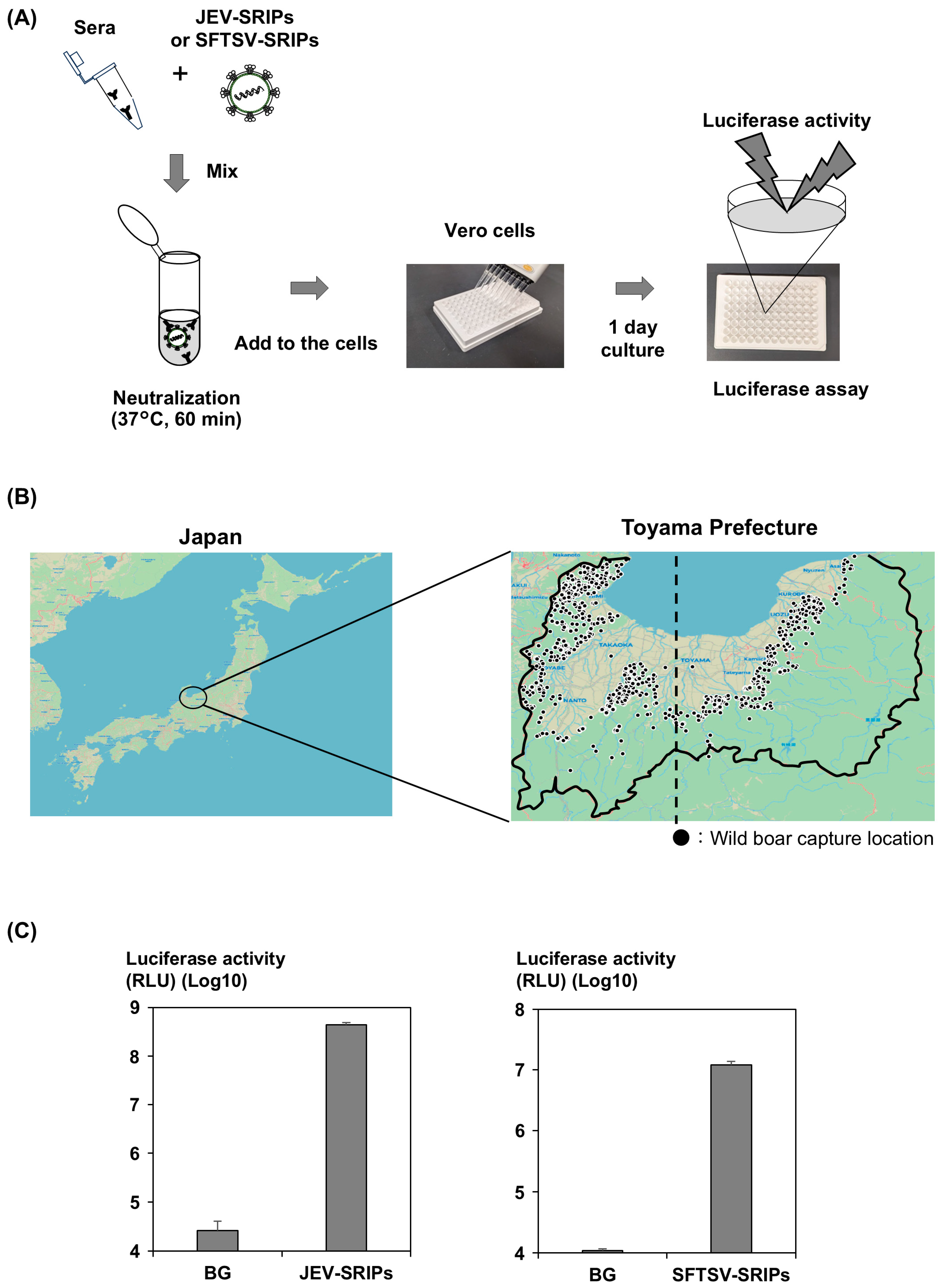 Viruses 17 01585 g001