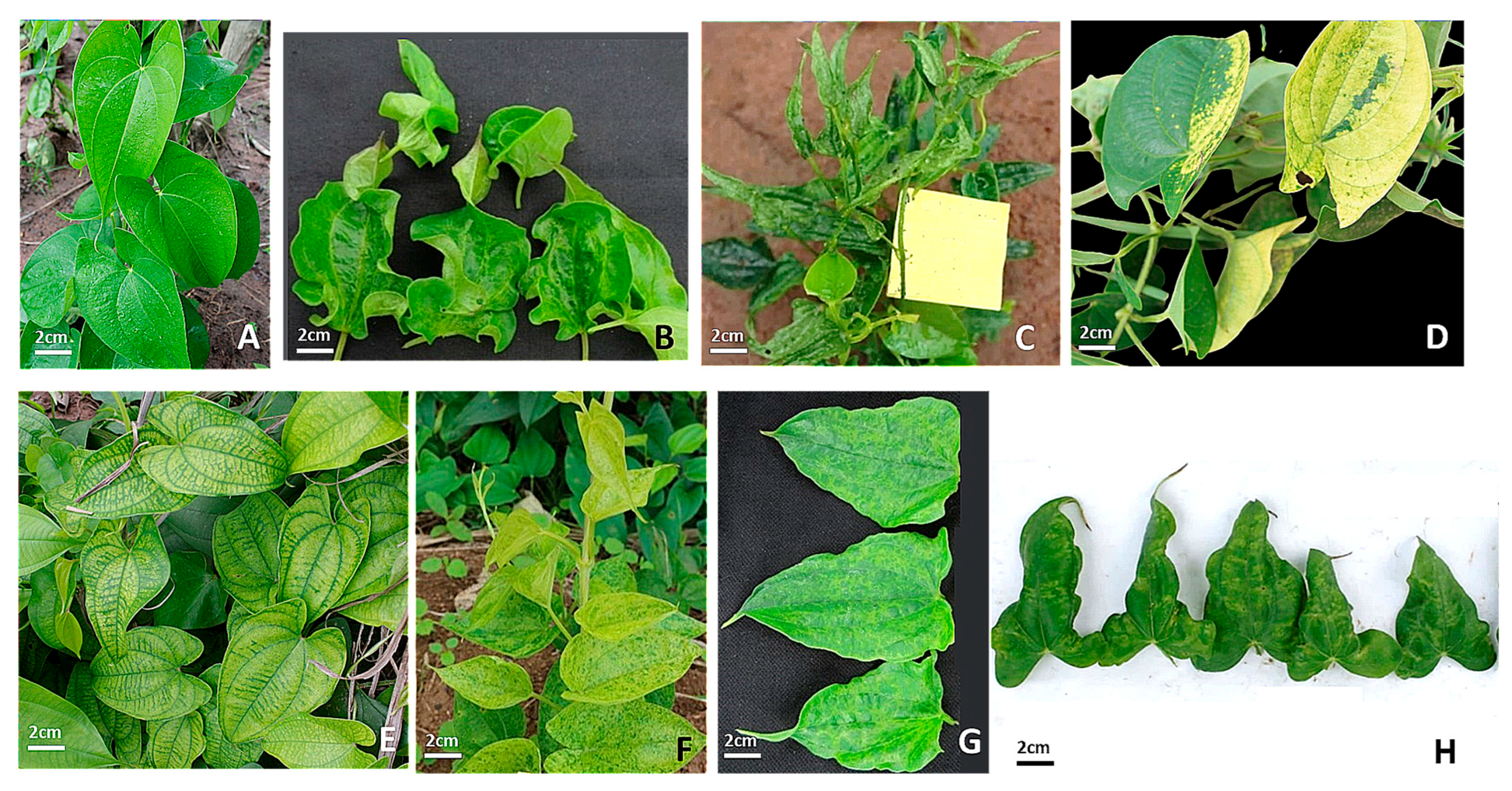 Viruses 17 01586 g002