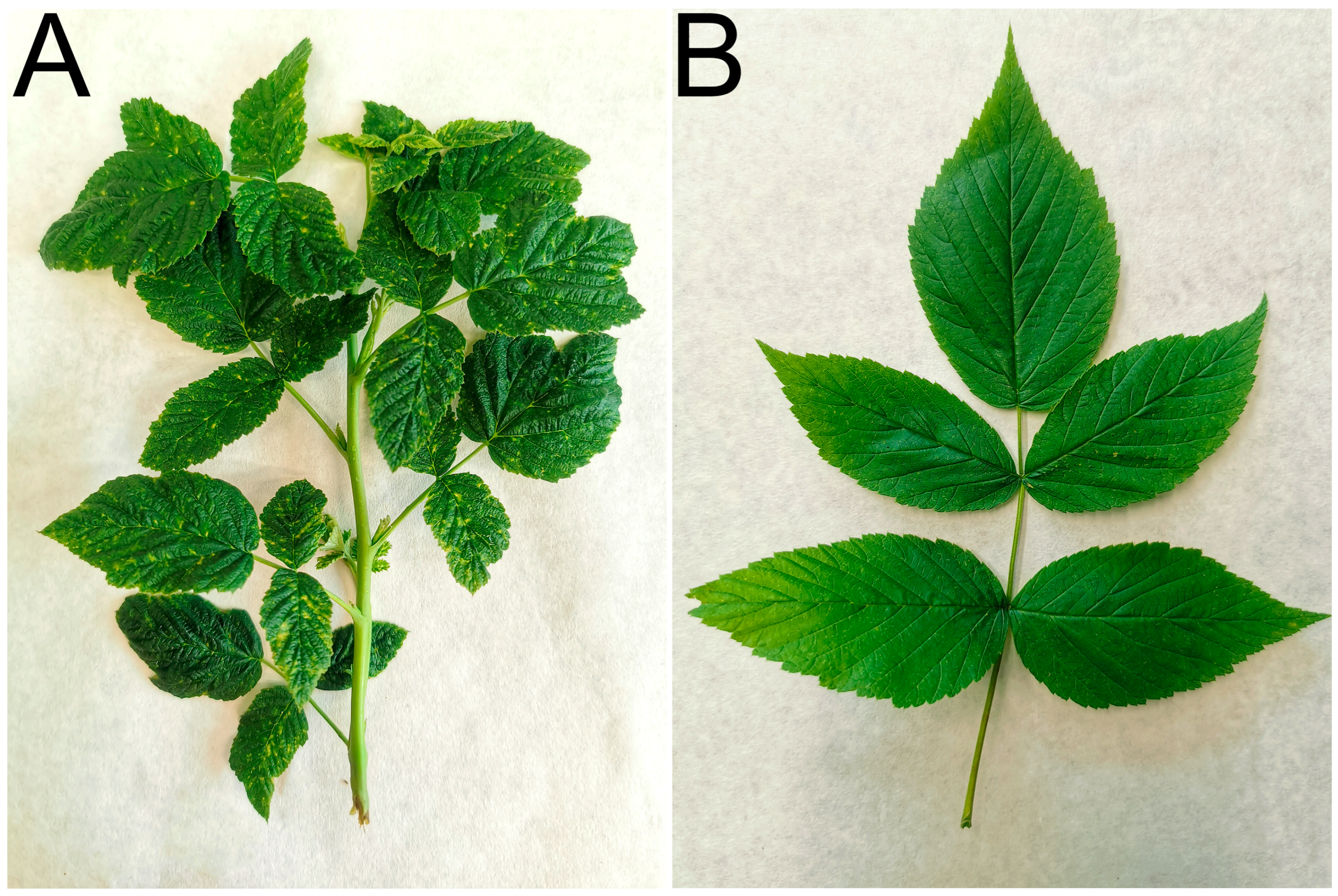 Viruses 17 01597 g002 Viruses 17 01597 g002