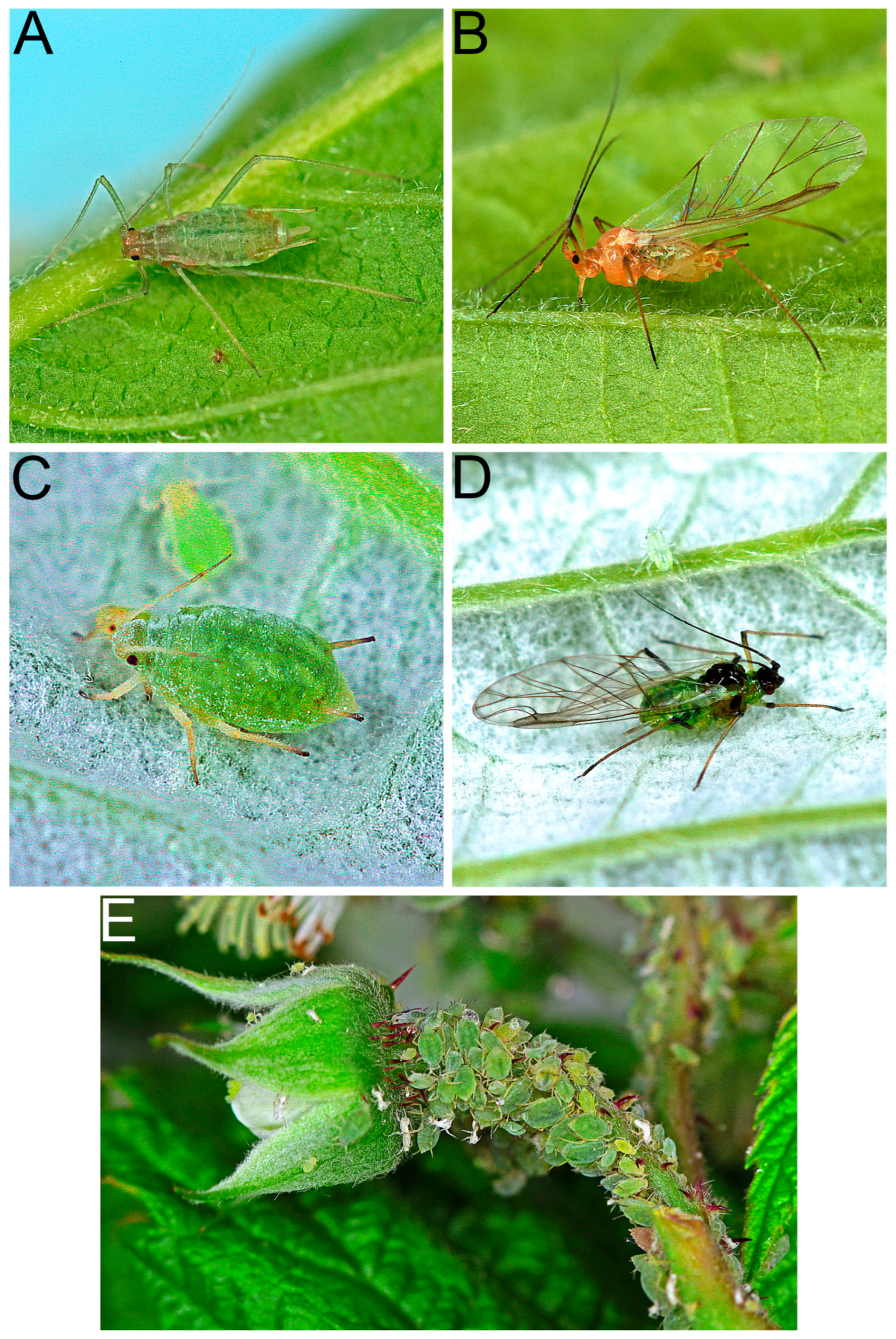 Viruses 17 01597 g006 Viruses 17 01597 g006