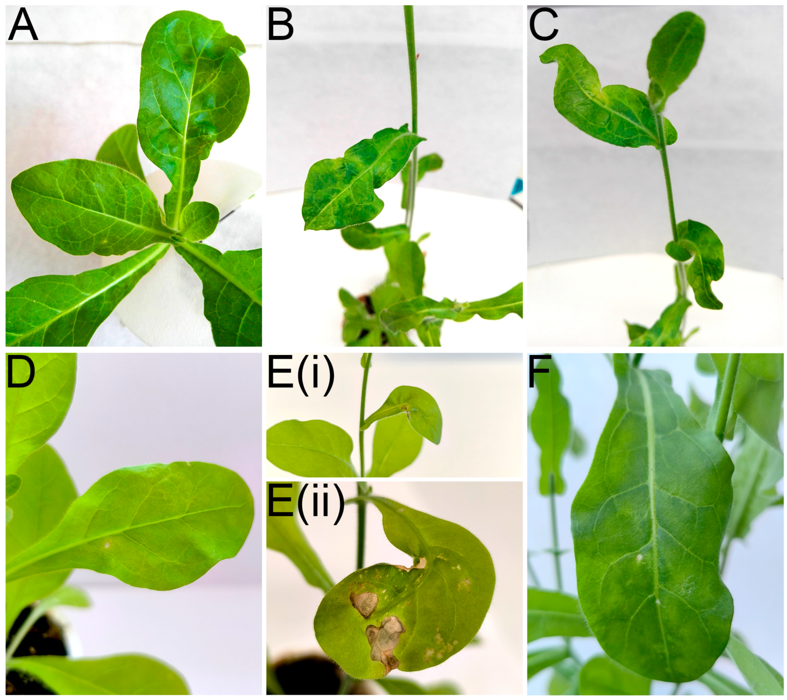 Viruses 17 01597 g007 Viruses 17 01597 g007