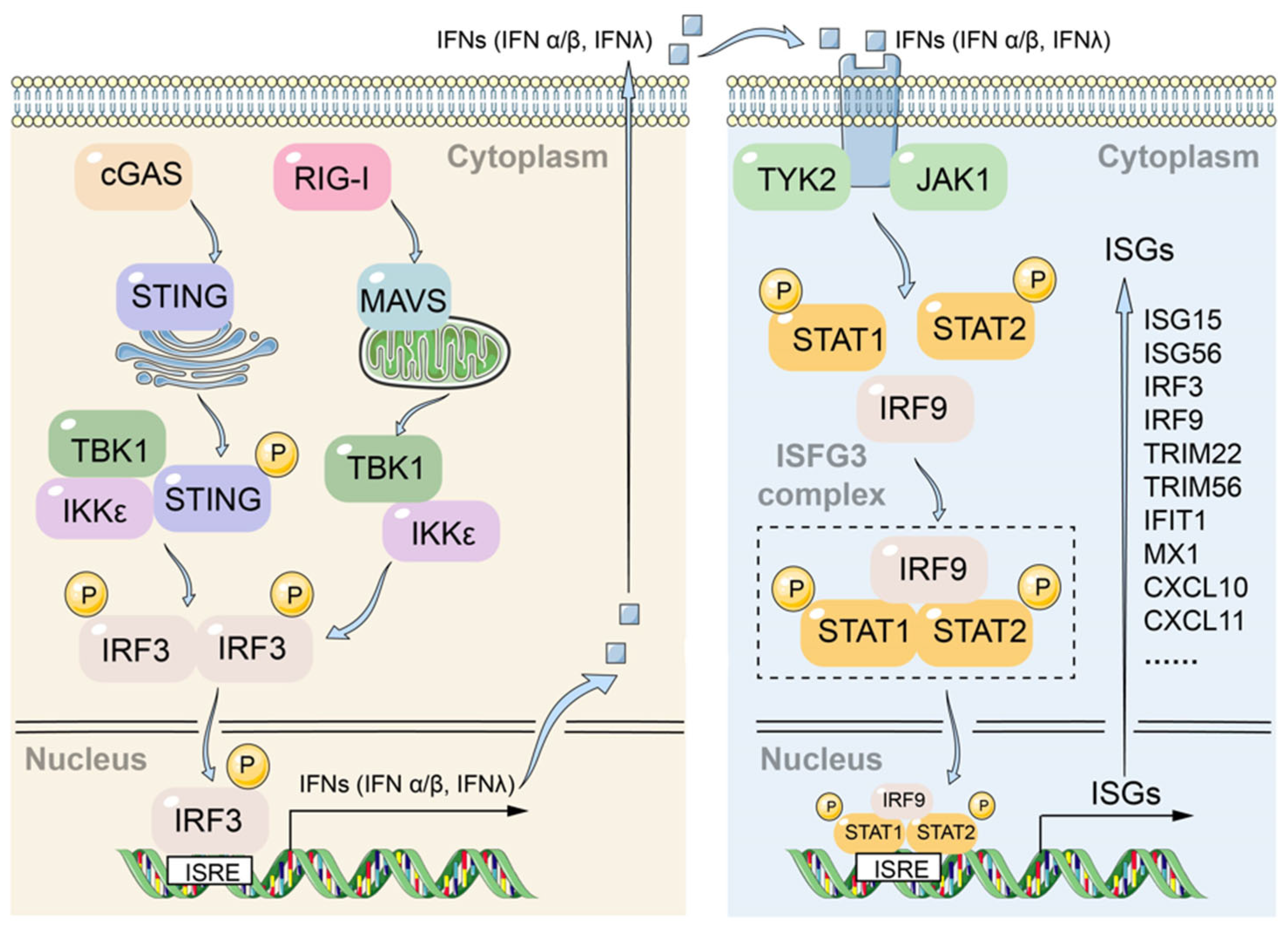 Viruses 17 01599 g007 Viruses 17 01599 g007