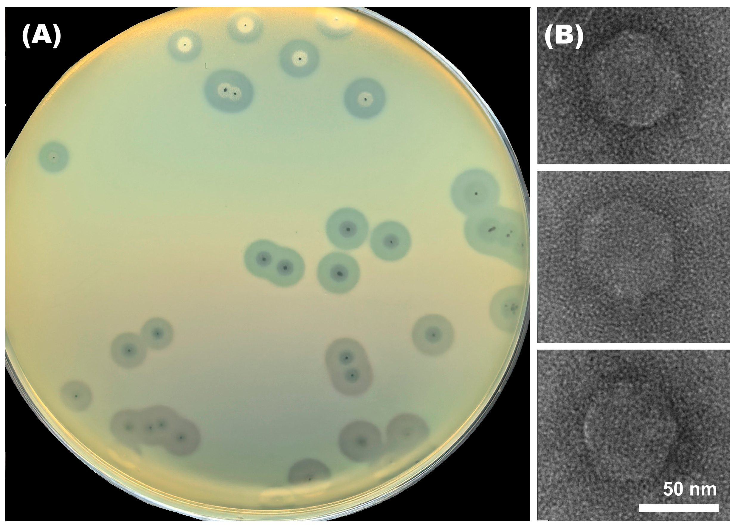 Viruses 17 01600 g001