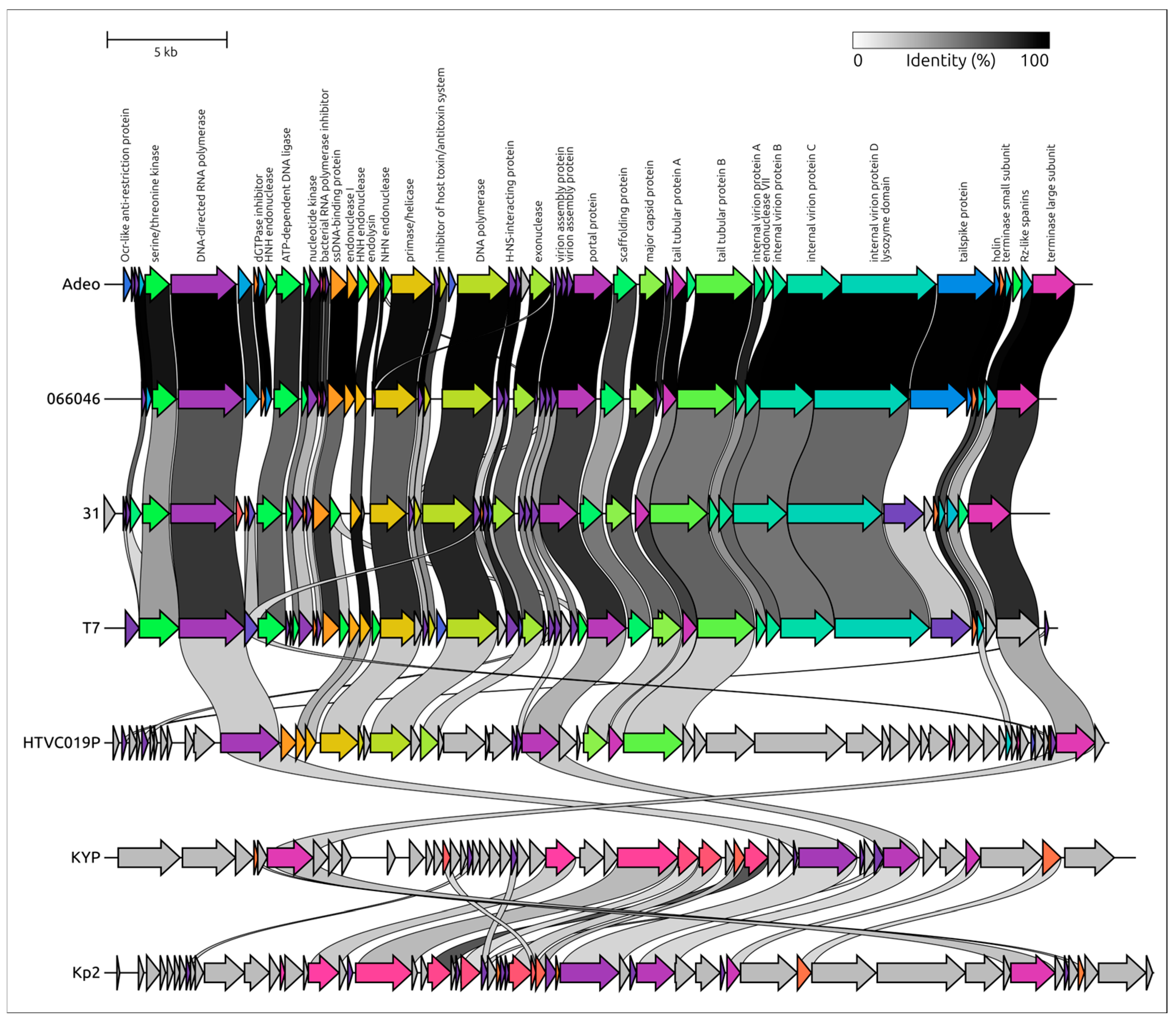 Viruses 17 01600 g004