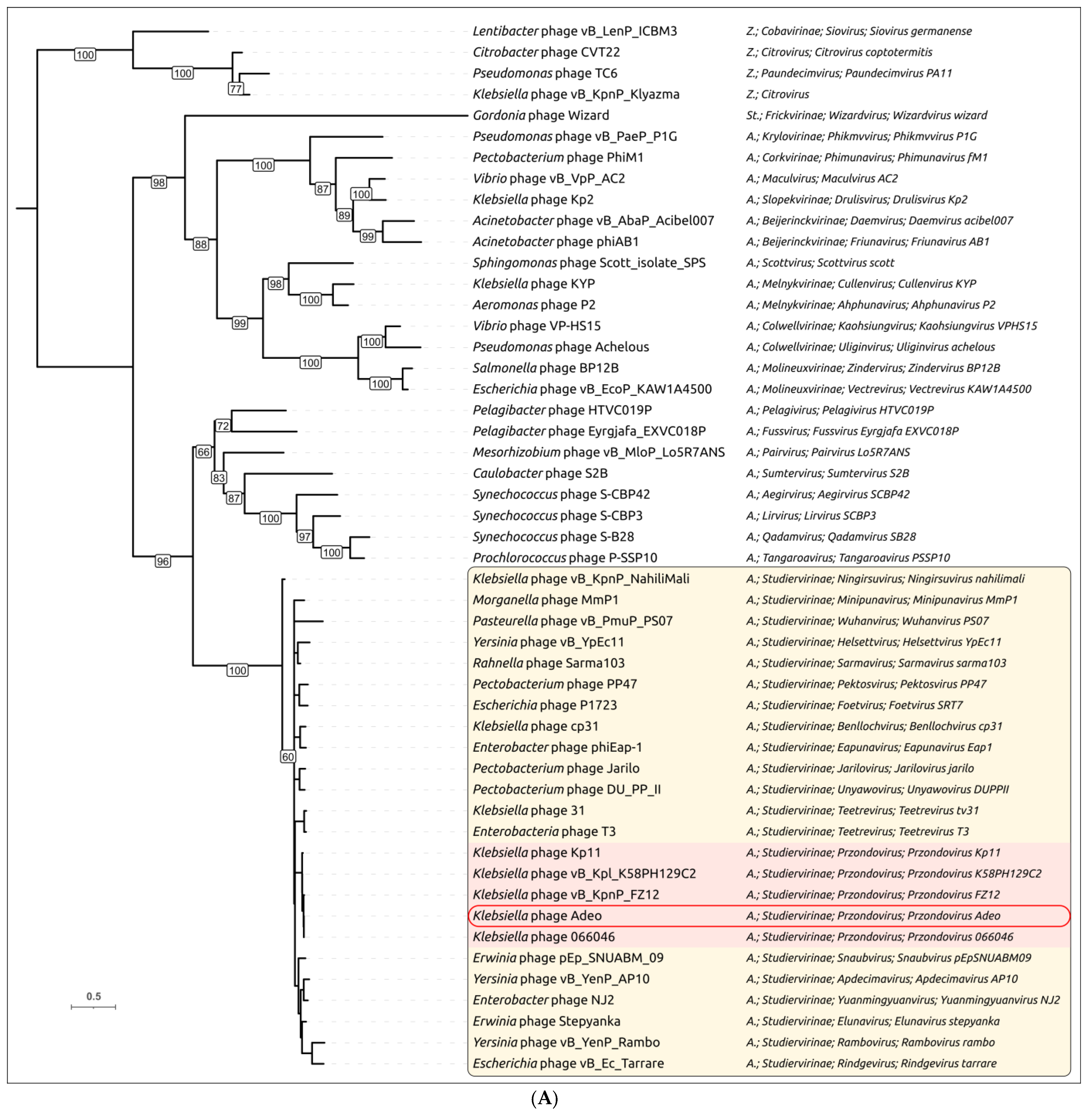 Viruses 17 01600 g005a