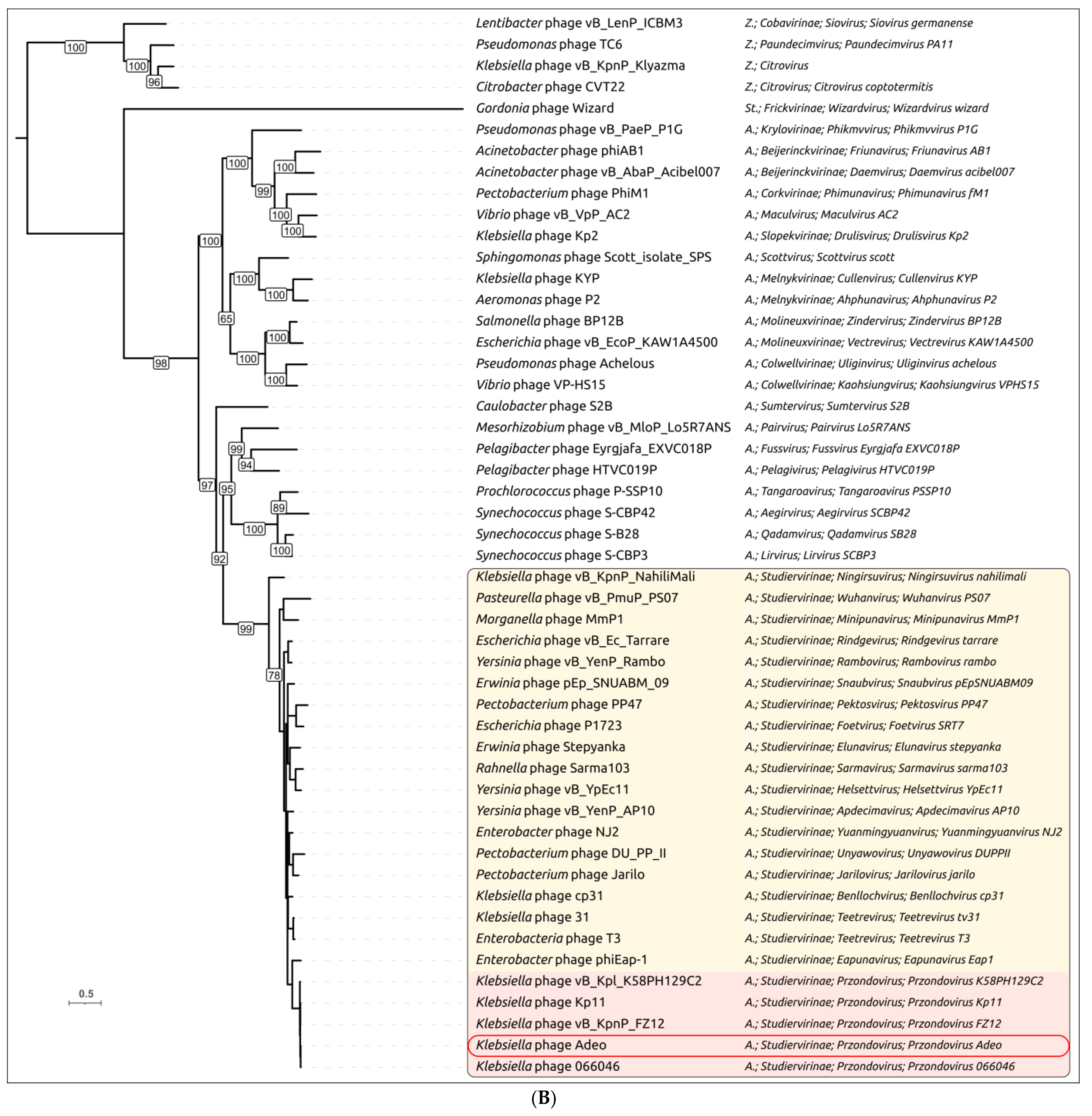 Viruses 17 01600 g005b