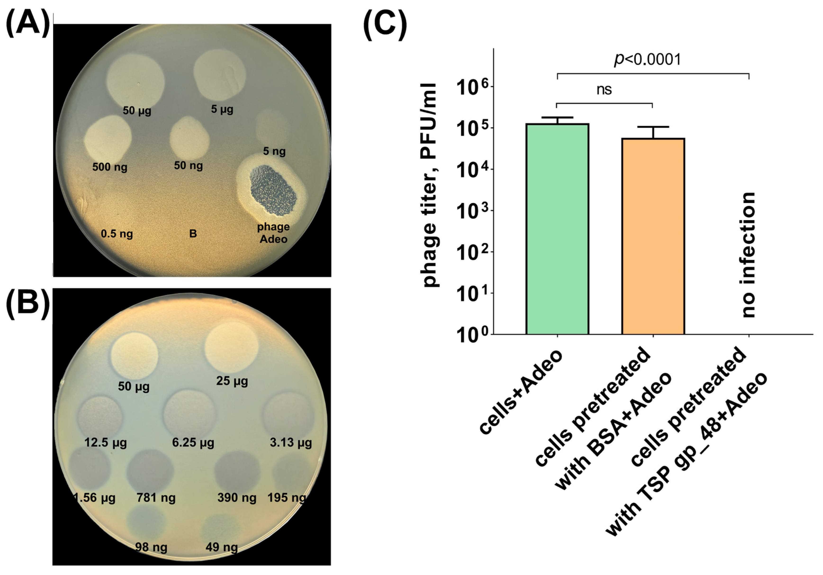 Viruses 17 01600 g006