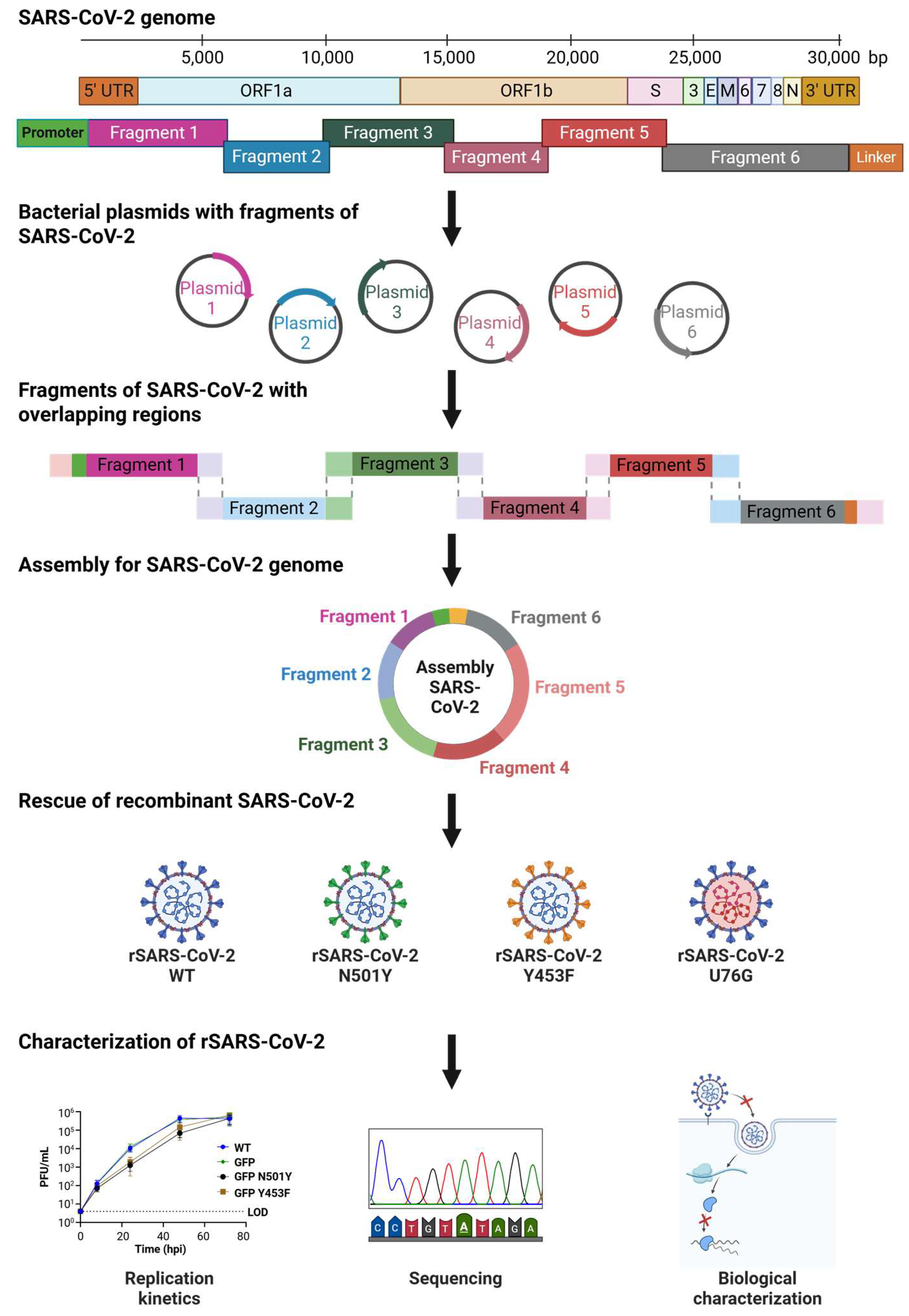 Viruses 17 01604 g001 Viruses 17 01604 g001