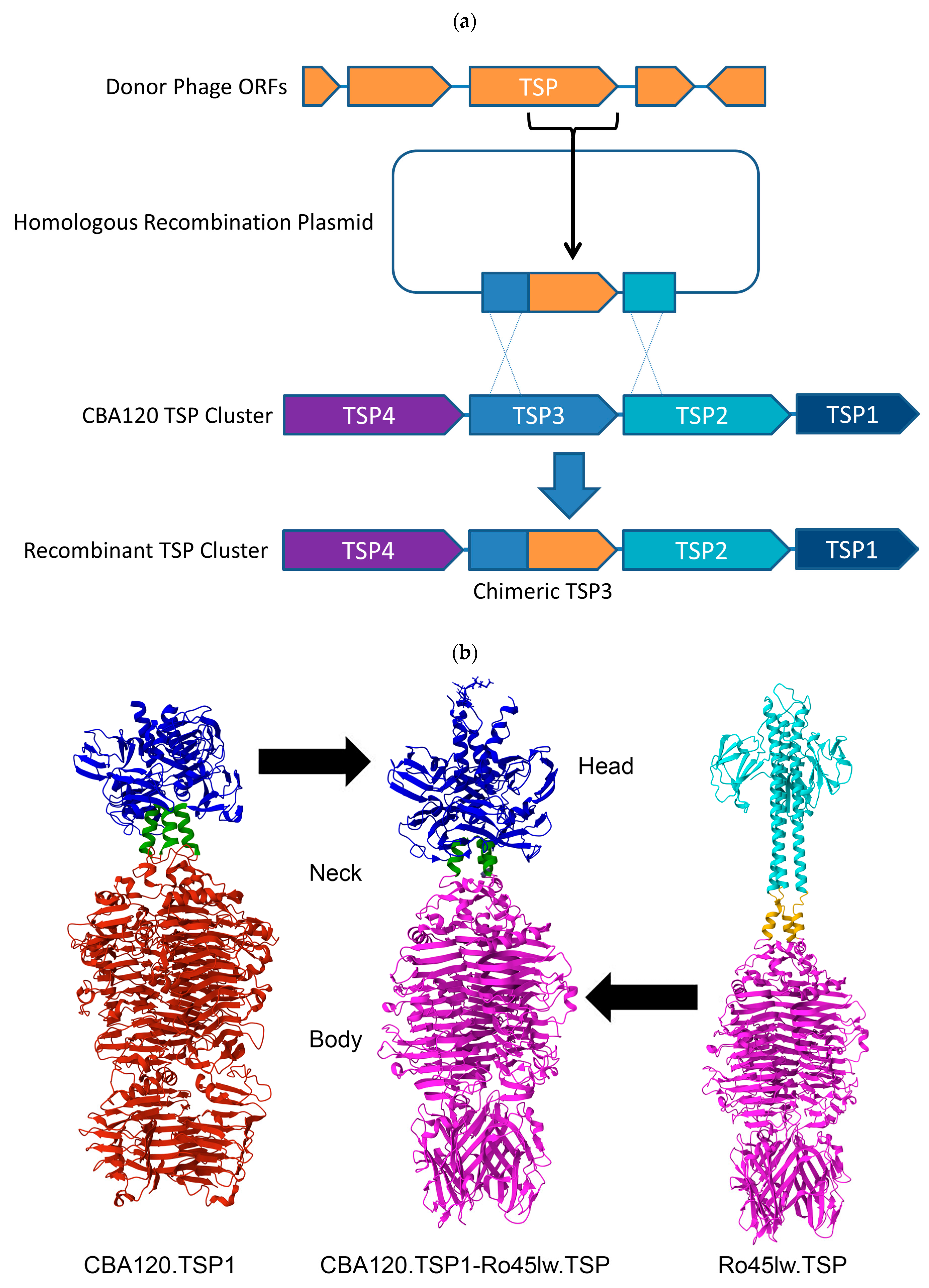 Viruses 17 01614 g001a Viruses 17 01614 g001a