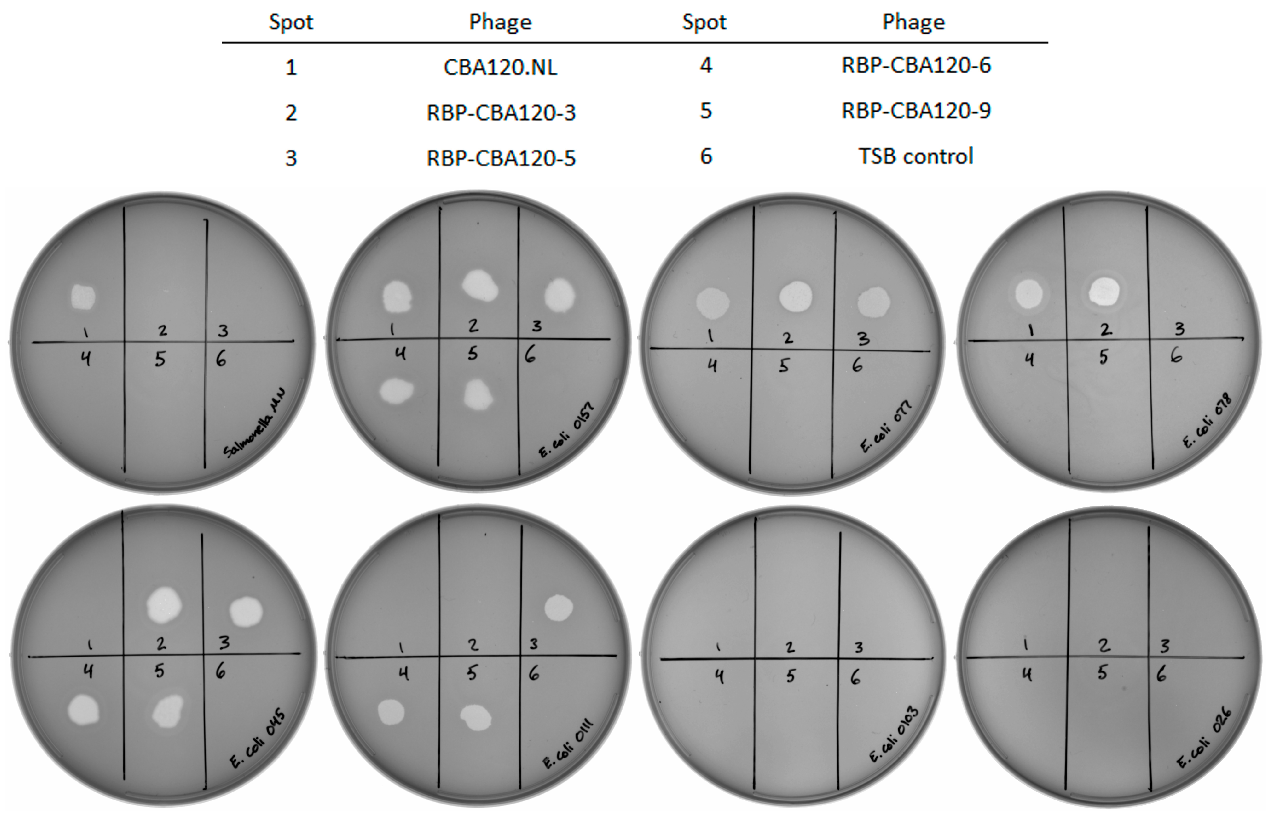 Viruses 17 01614 g003 Viruses 17 01614 g003