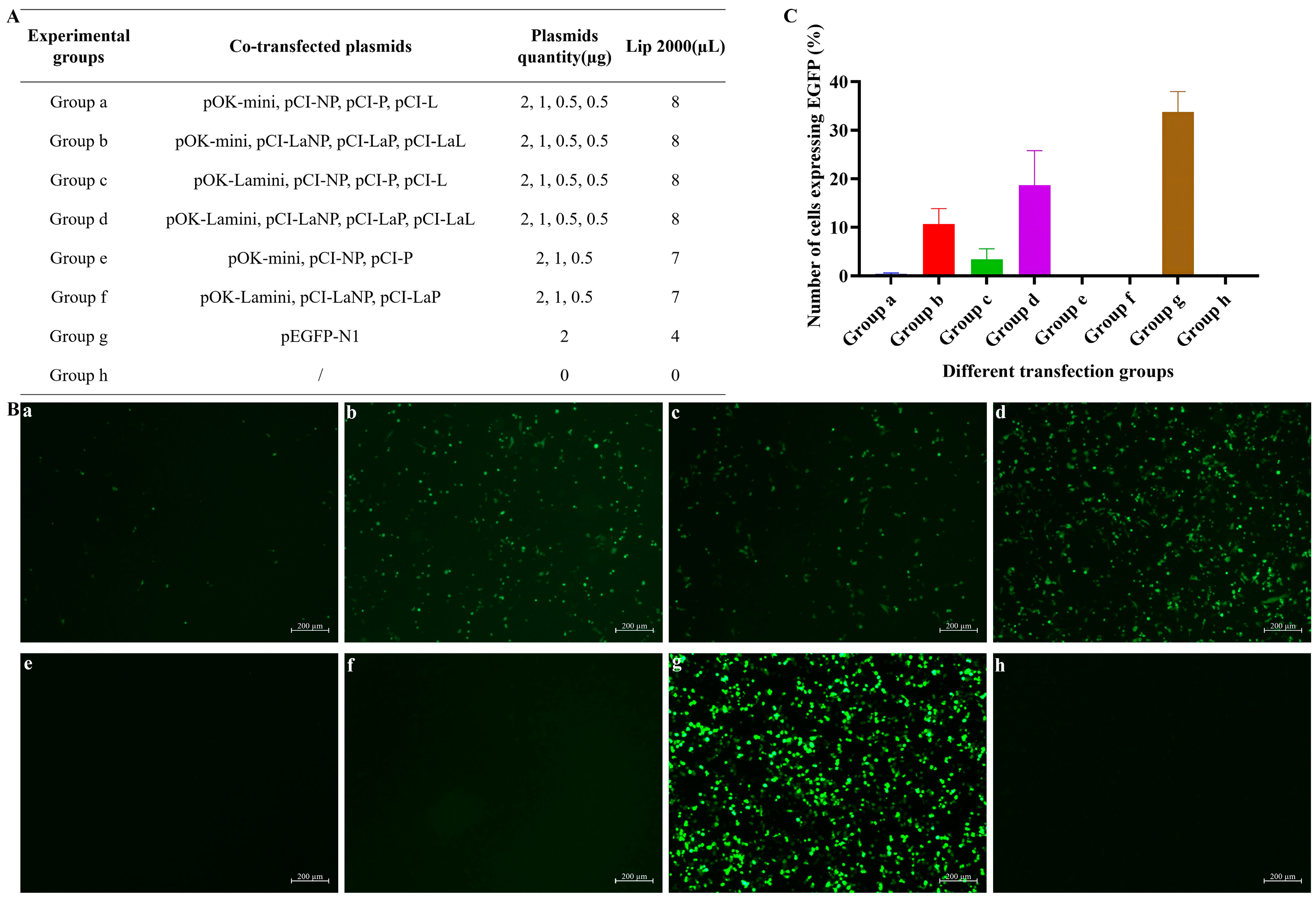Viruses 17 01618 g003 Viruses 17 01618 g003