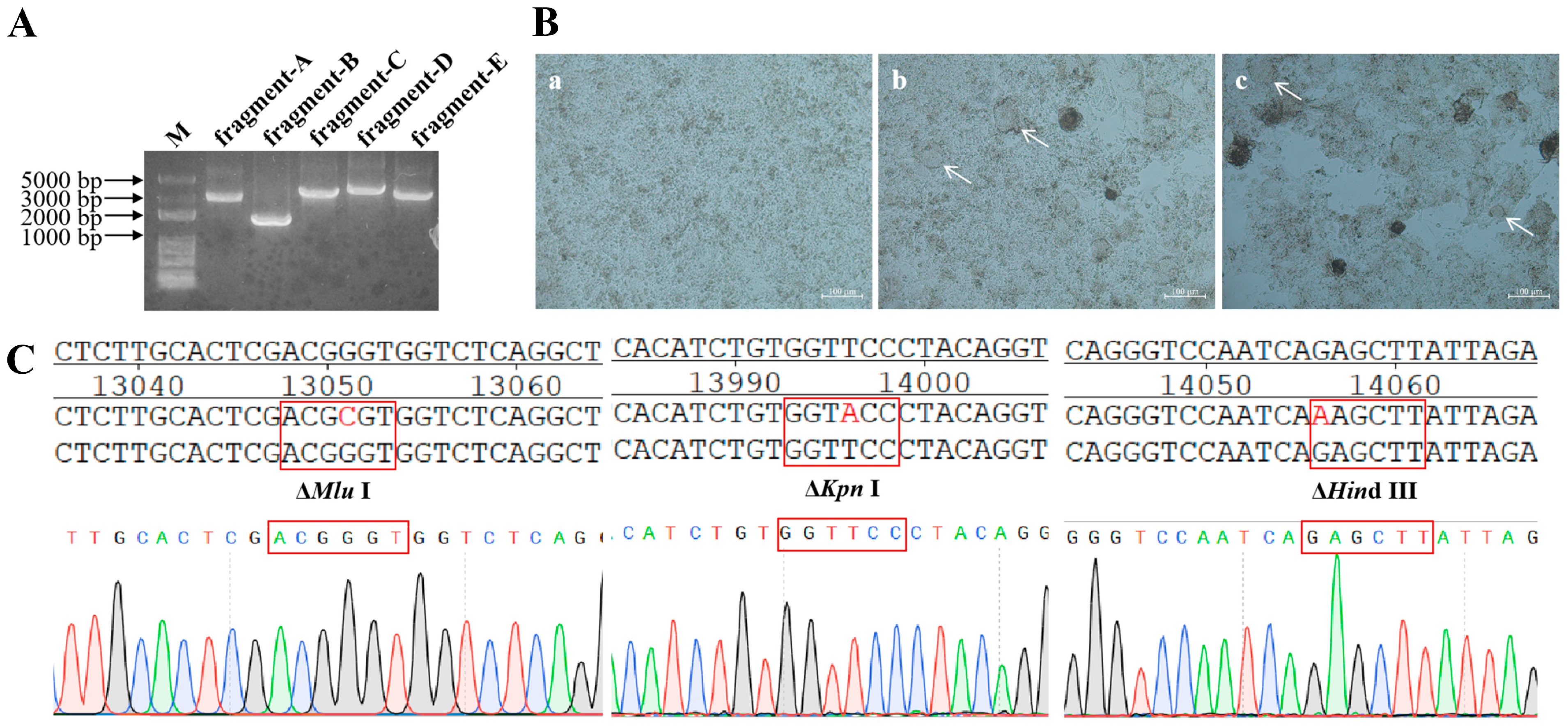 Viruses 17 01618 g004 Viruses 17 01618 g004