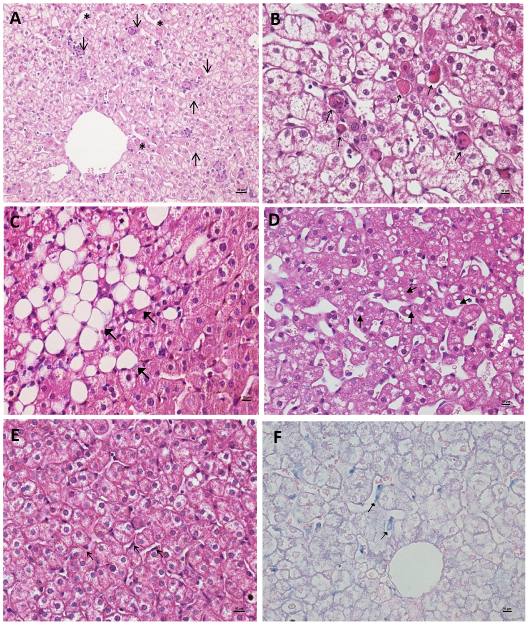 Viruses 17 01619 g002 Viruses 17 01619 g002