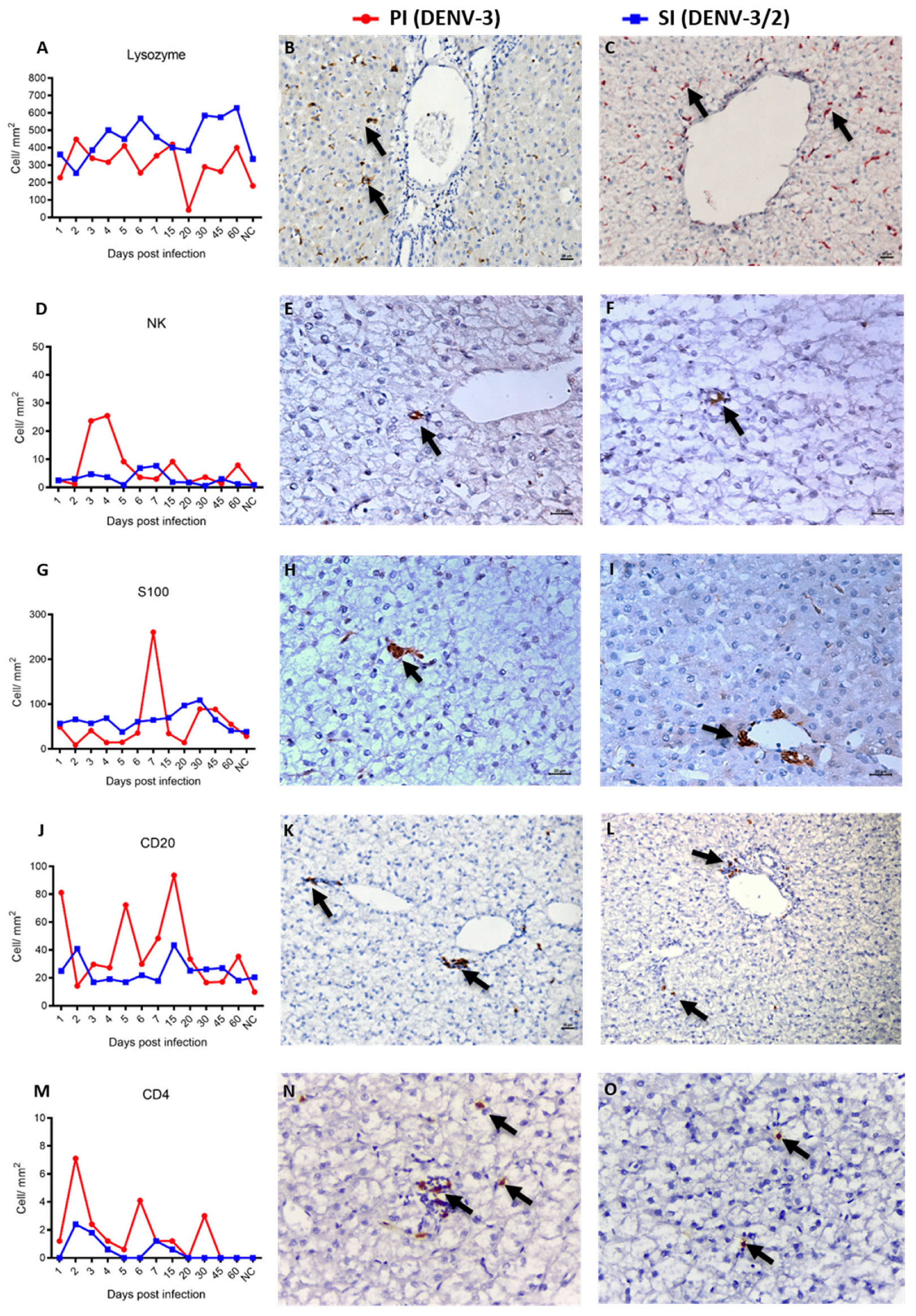 Viruses 17 01619 g005 Viruses 17 01619 g005