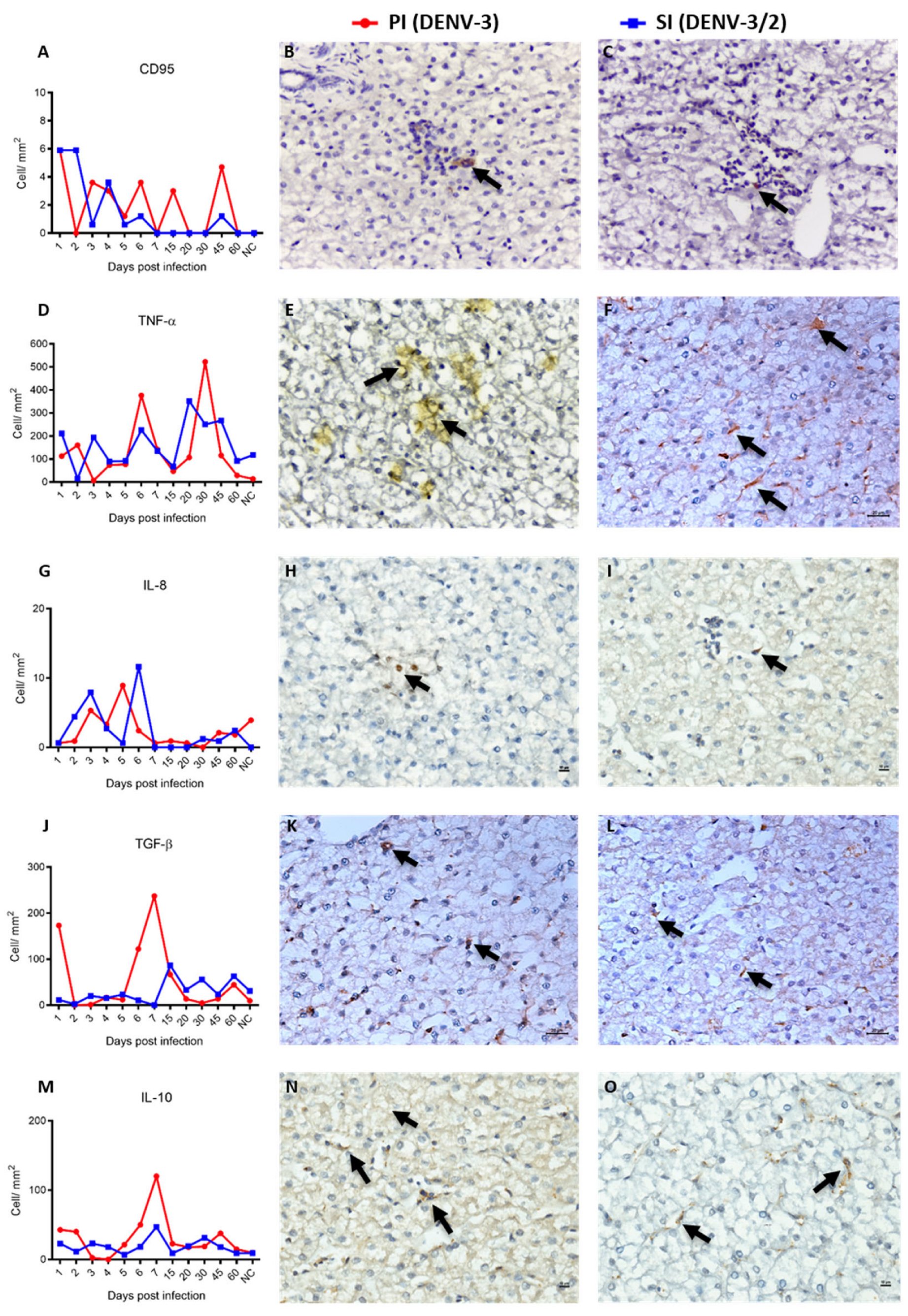 Viruses 17 01619 g006 Viruses 17 01619 g006