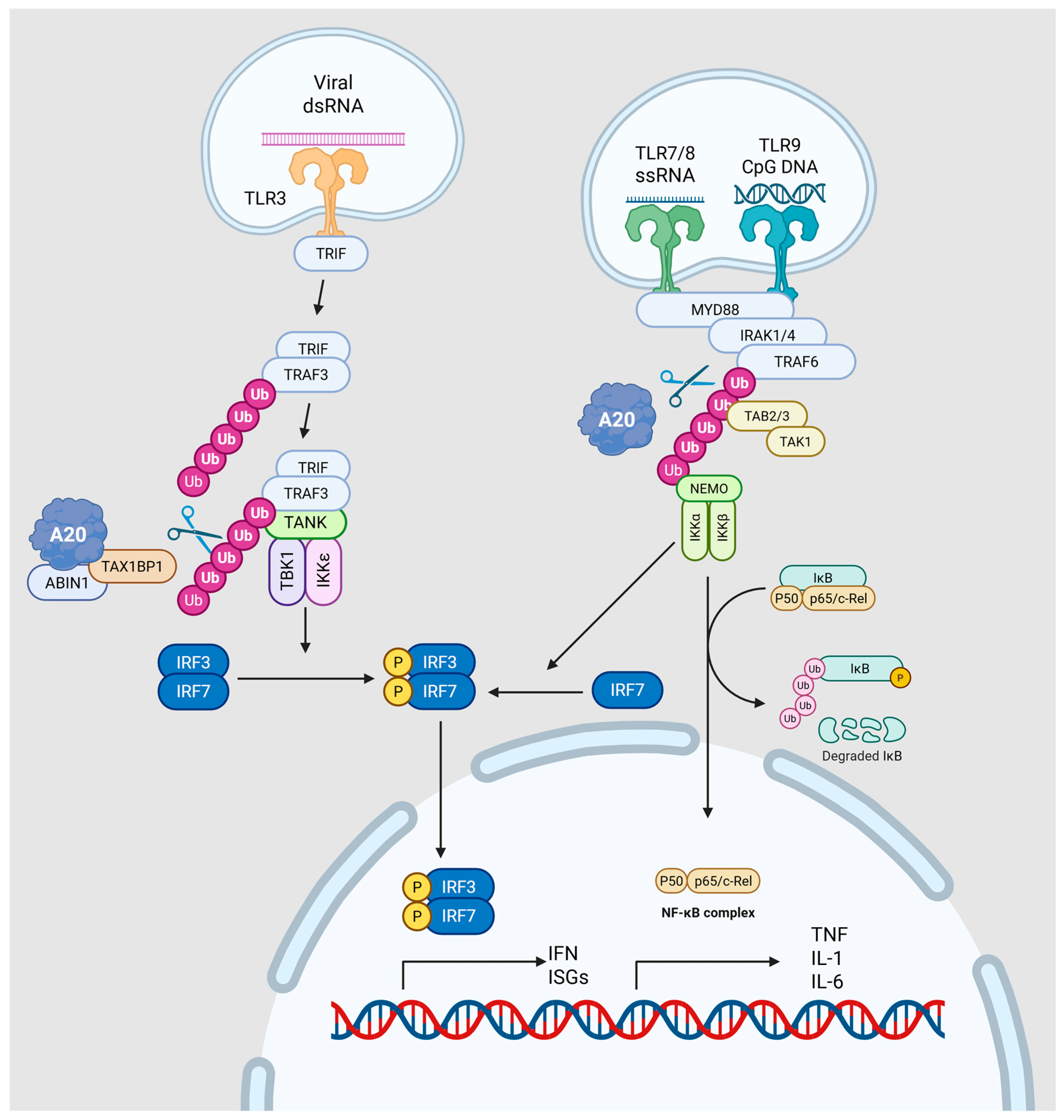 Viruses 17 01634 g003