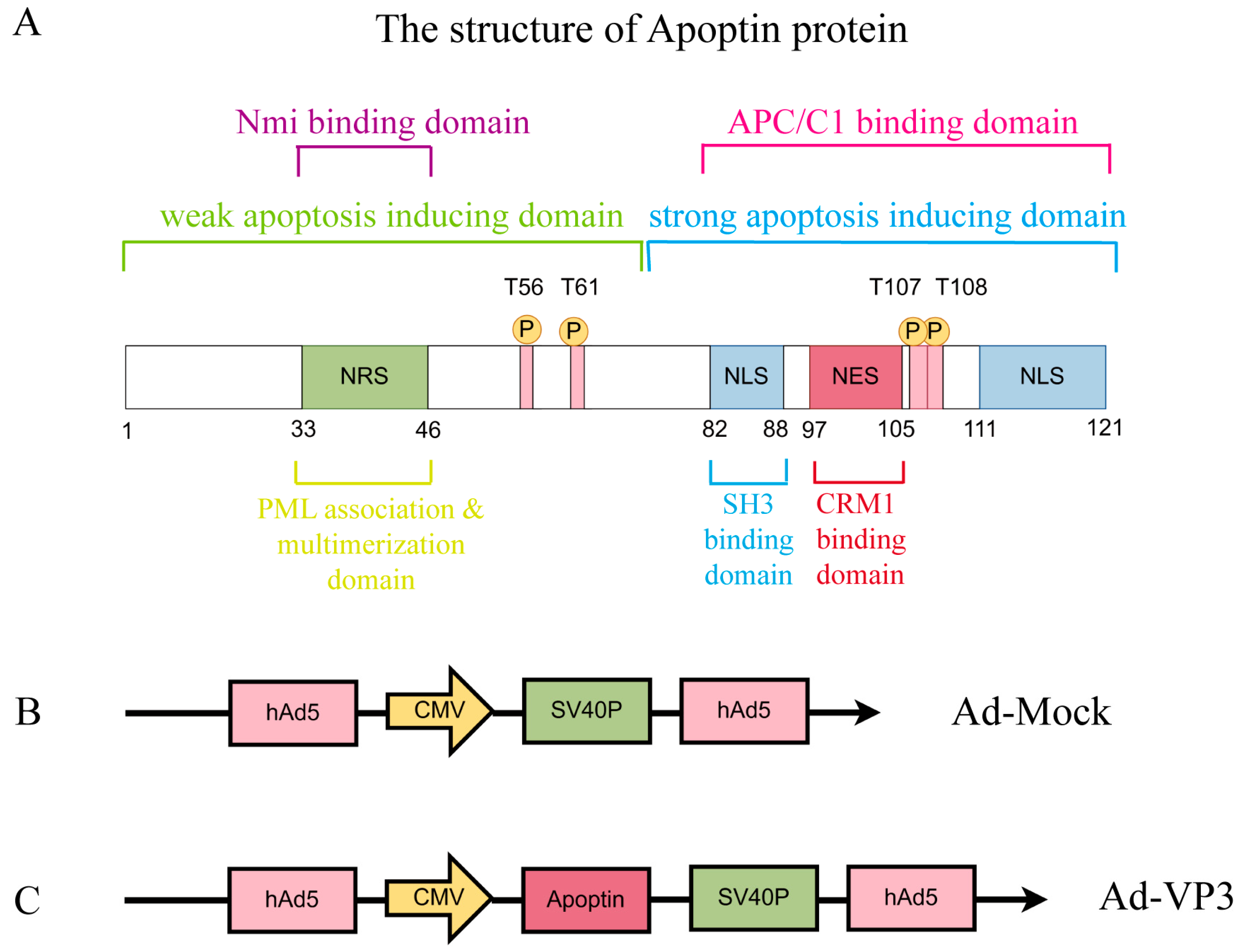 Viruses 17 01636 g001