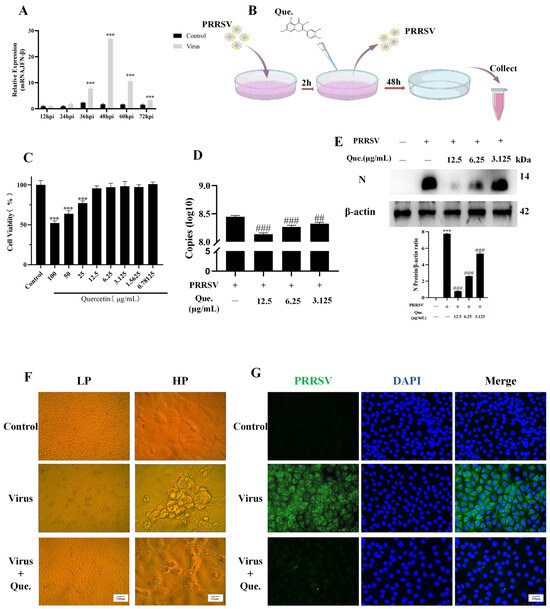 Quercetin Regulates Autophagy to Inhibit PRRSV Replication Through