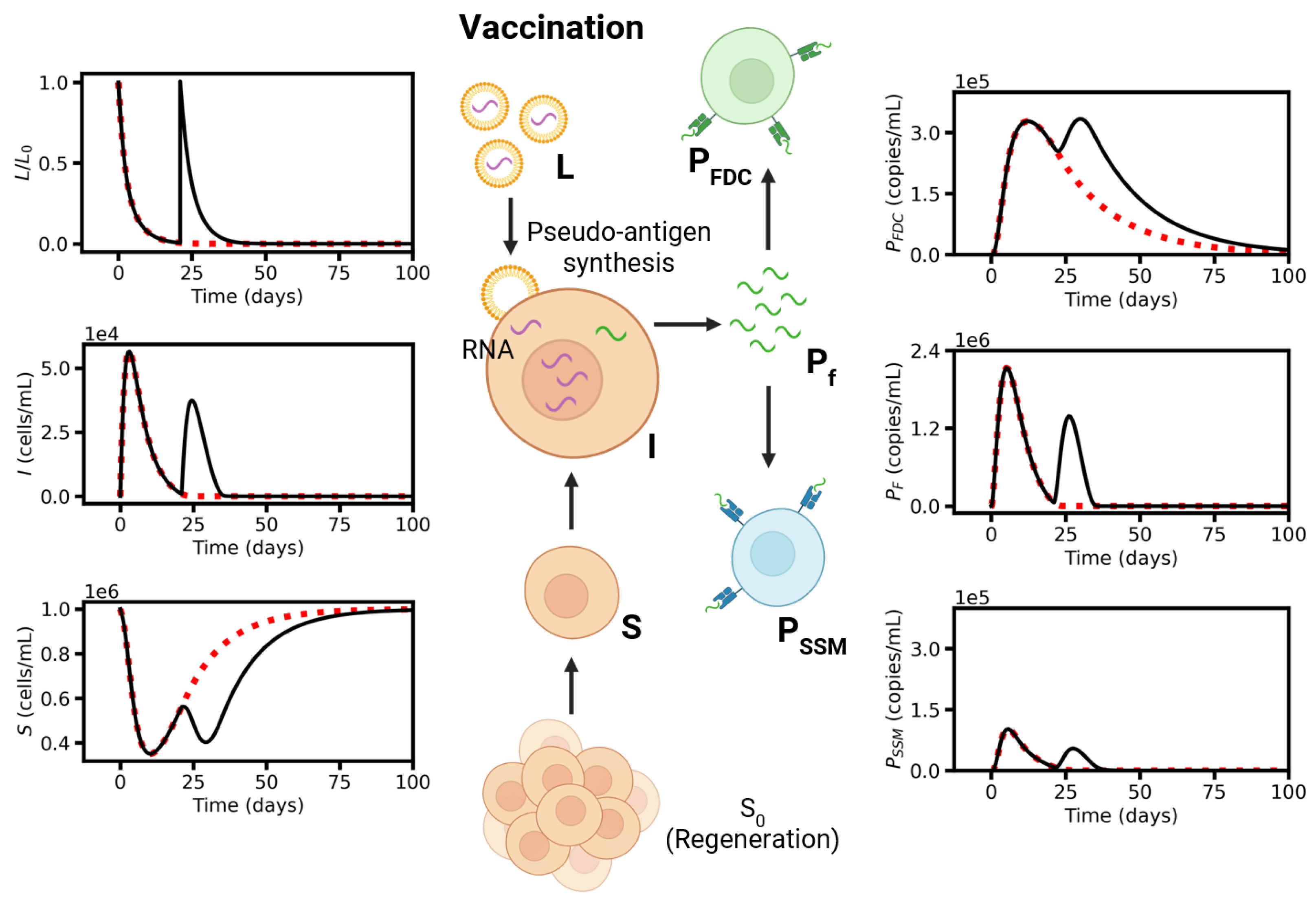 Viruses 17 01643 g003