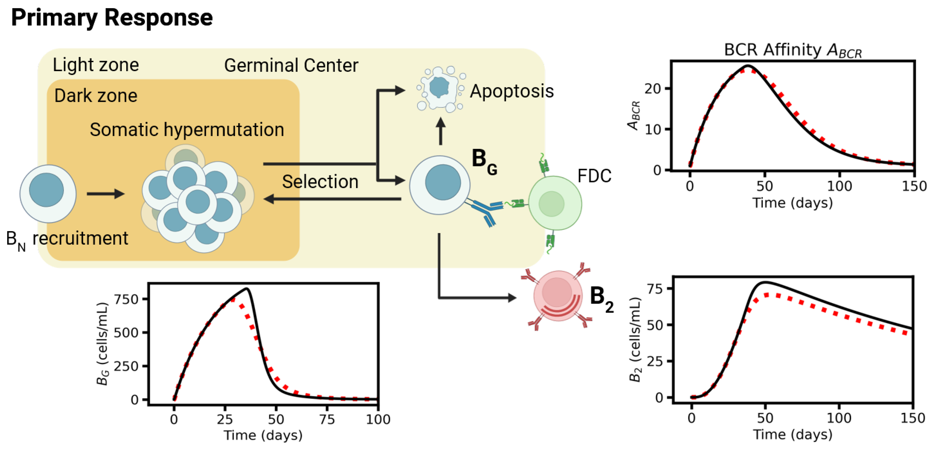 Viruses 17 01643 g004